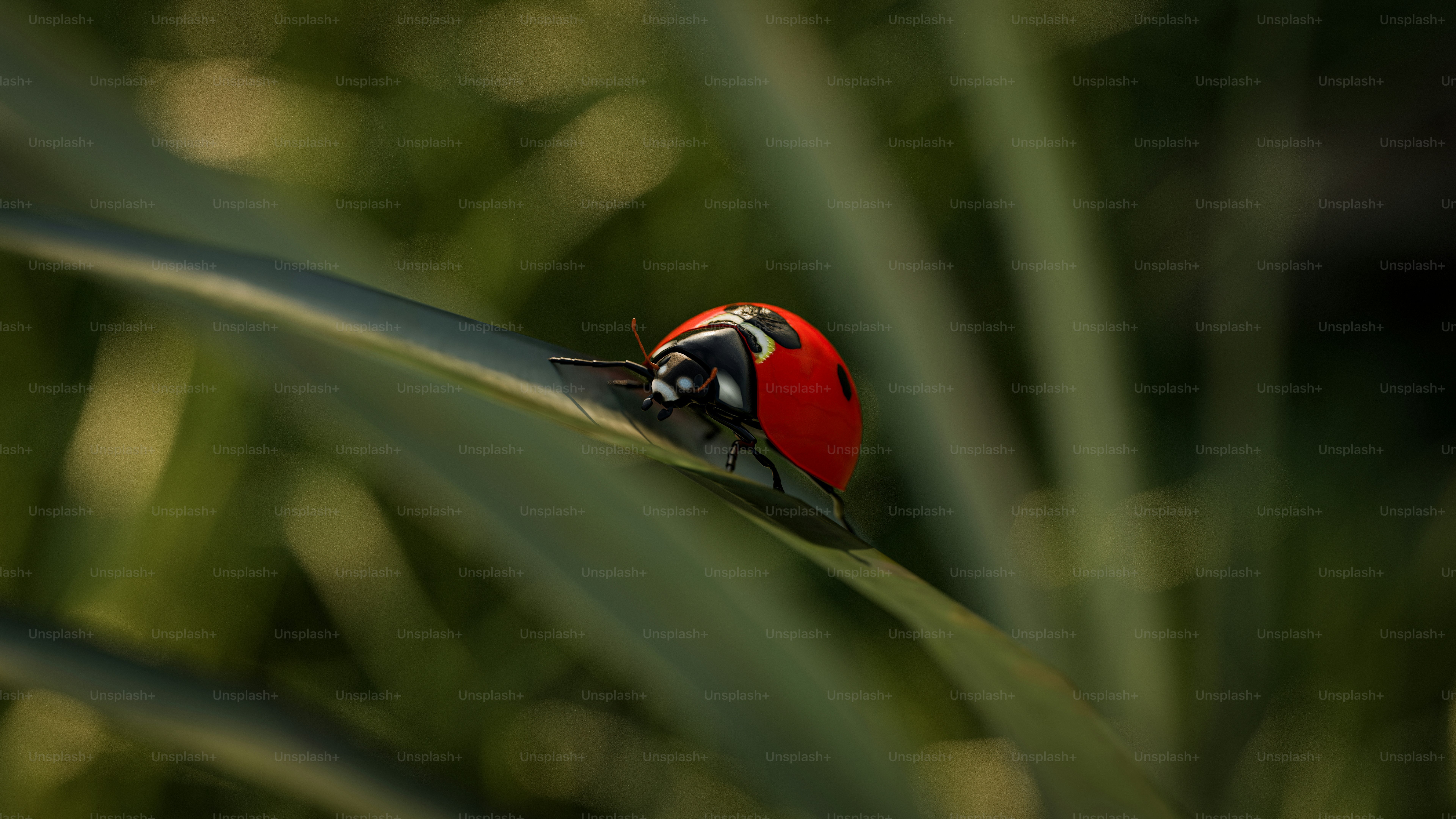 A red and black bug sitting on top of a green leaf
