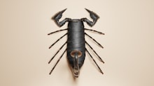 Cockroach exterminator service in Brampton and Mississauga