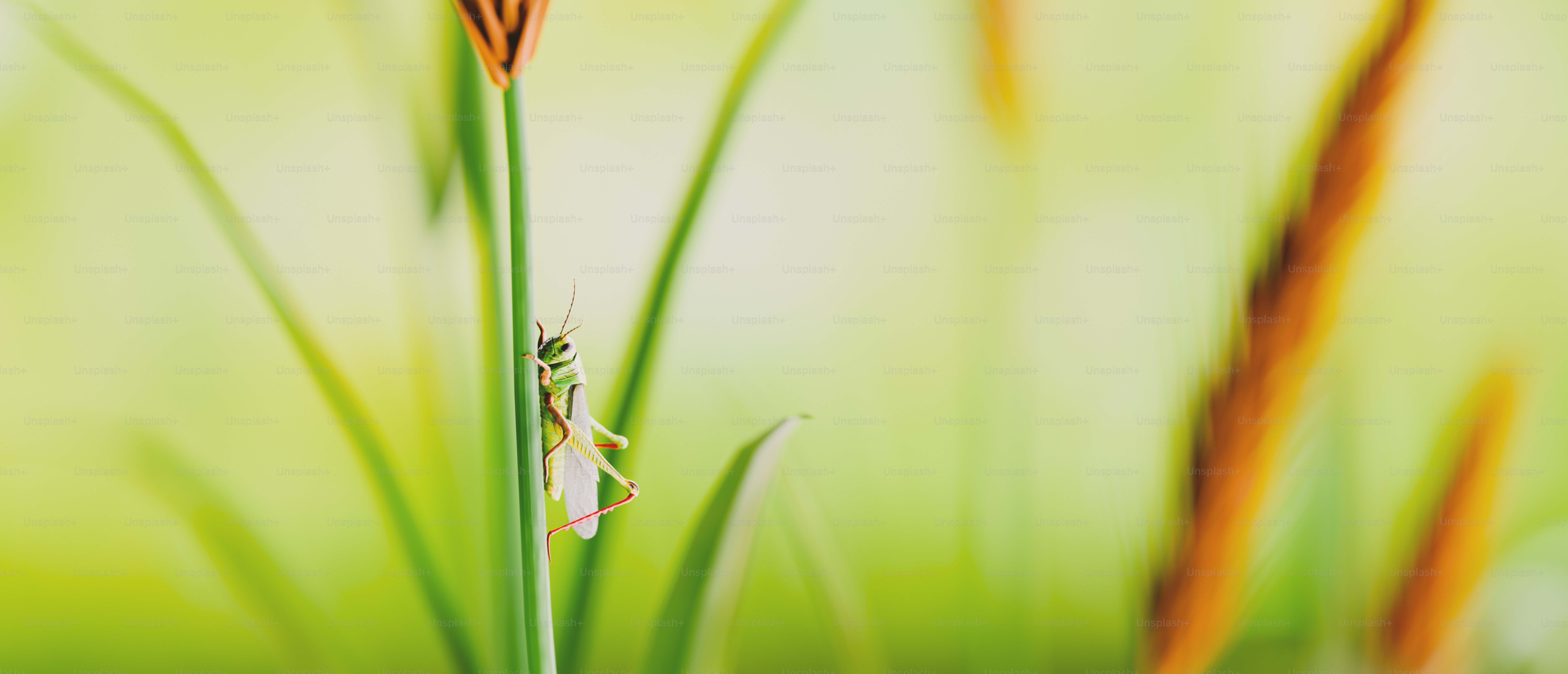 A close up of a flower with a blurry background