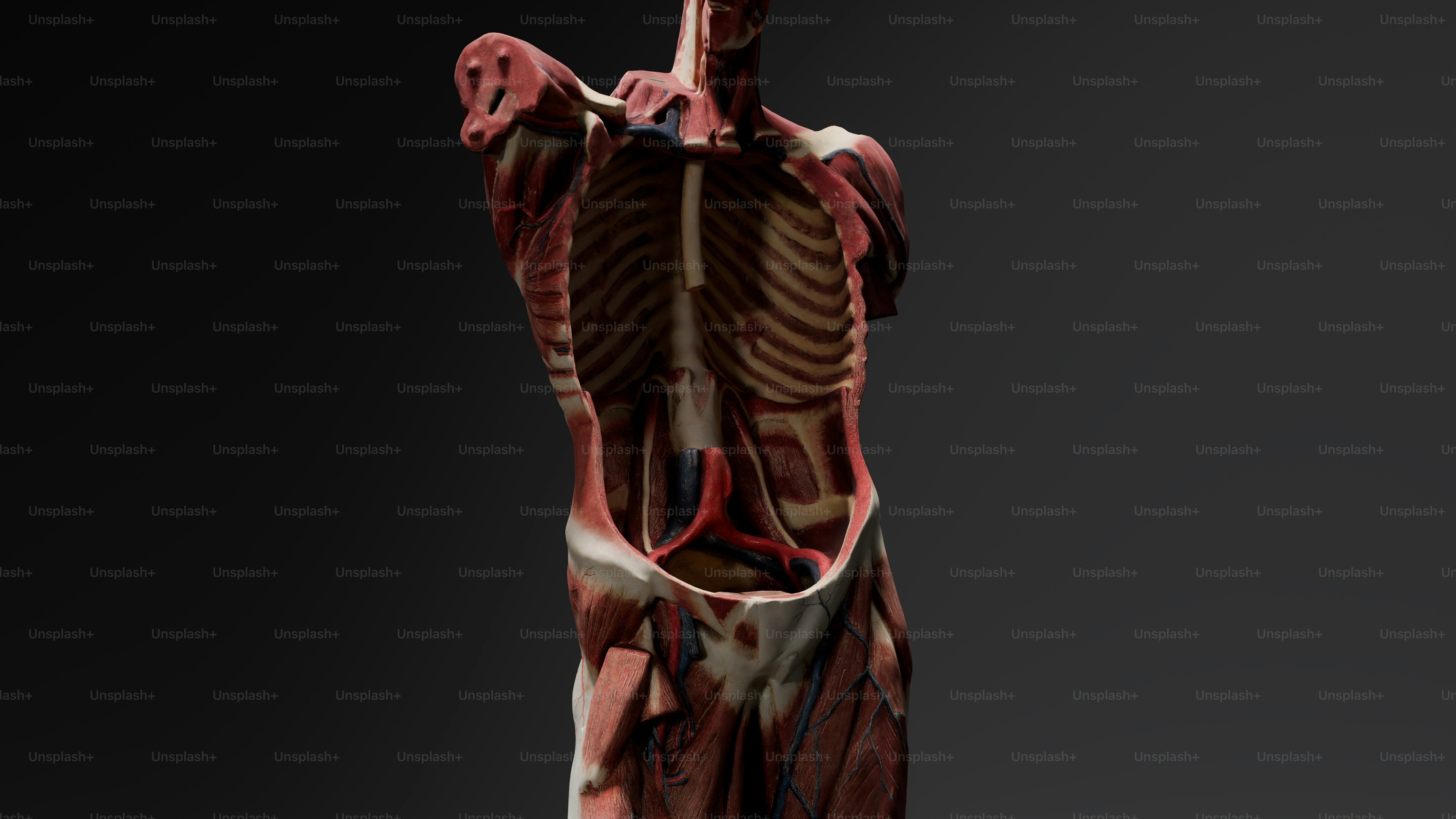 A computer generated image of a human body