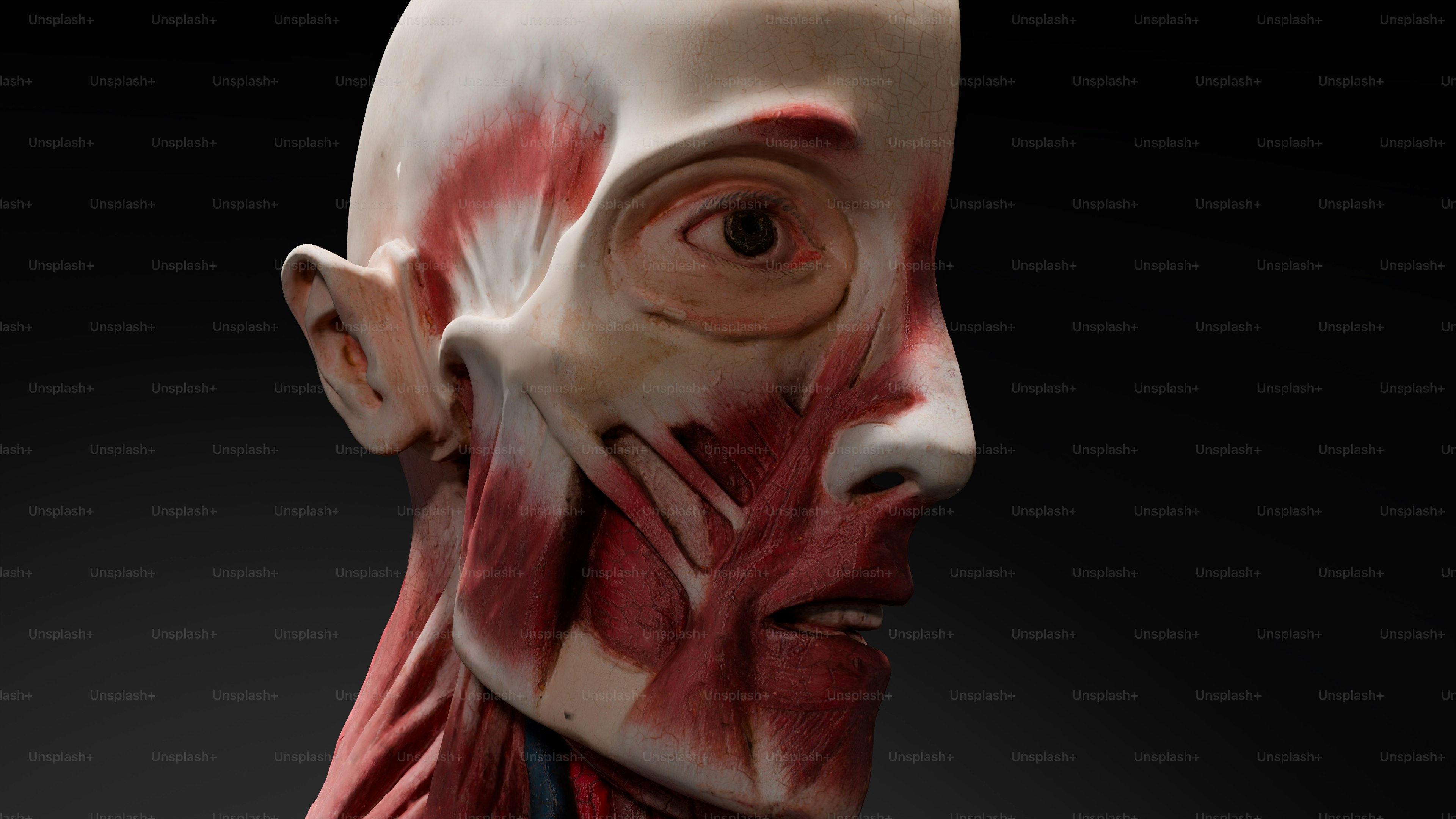 A model of a man's head with muscles visible