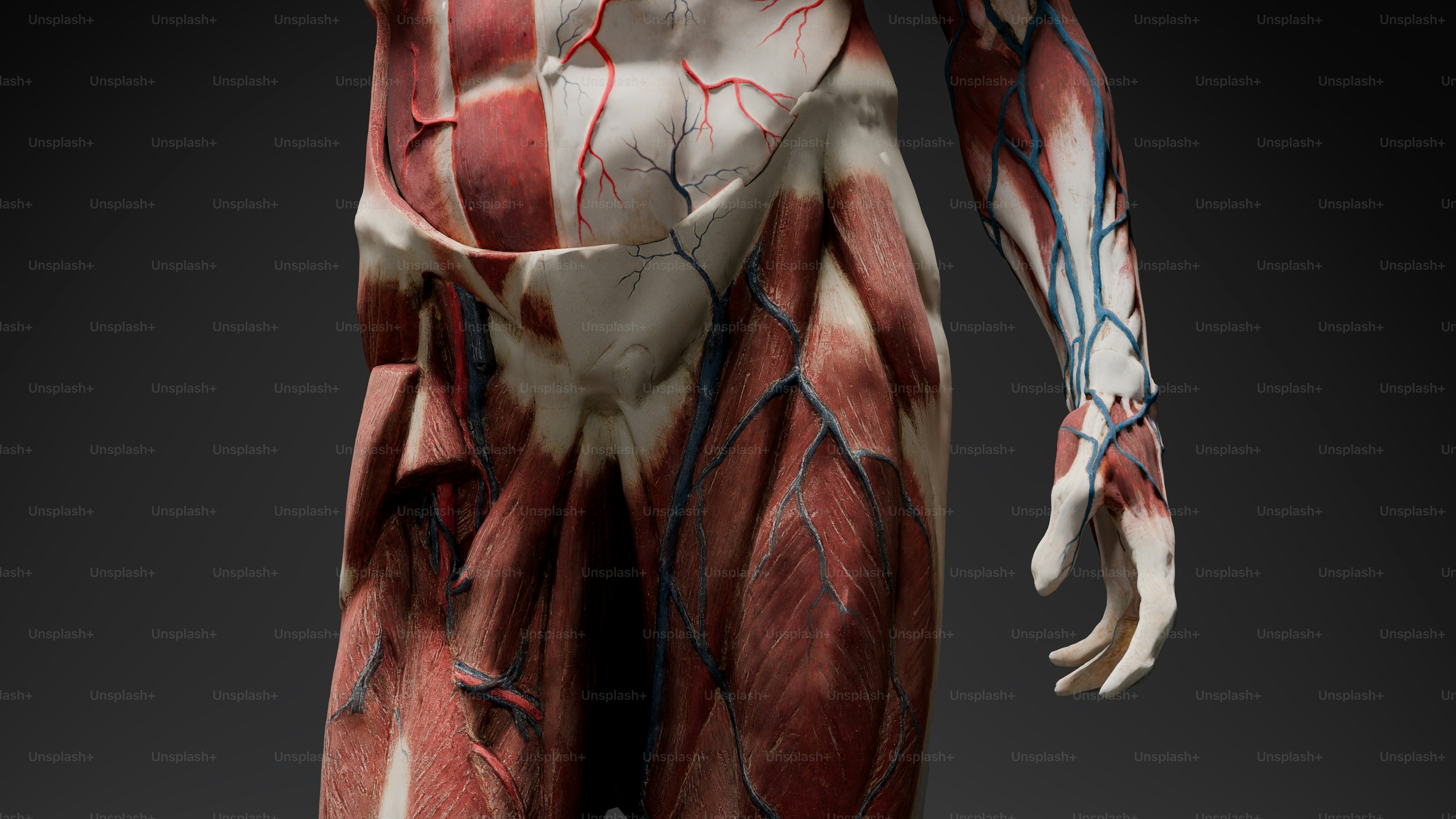 A human body with muscles highlighted and blood vessels visible