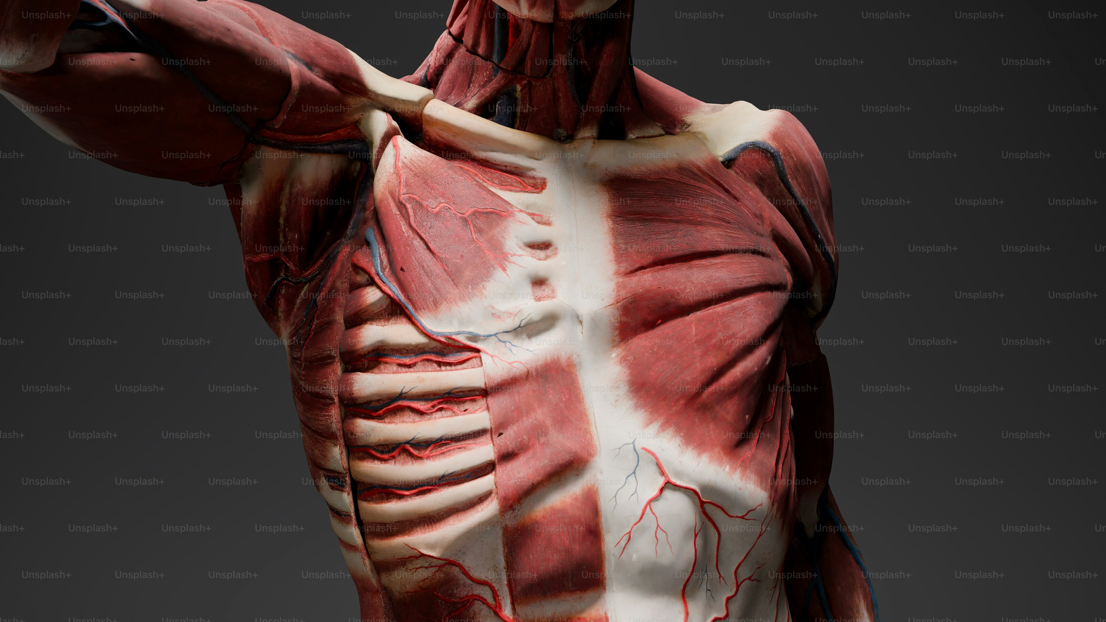 Ein 3D-Bild des Rückens einer menschlichen Figur Foto – Bild zum Thema  Bildung auf Unsplash, image size:3000x1688