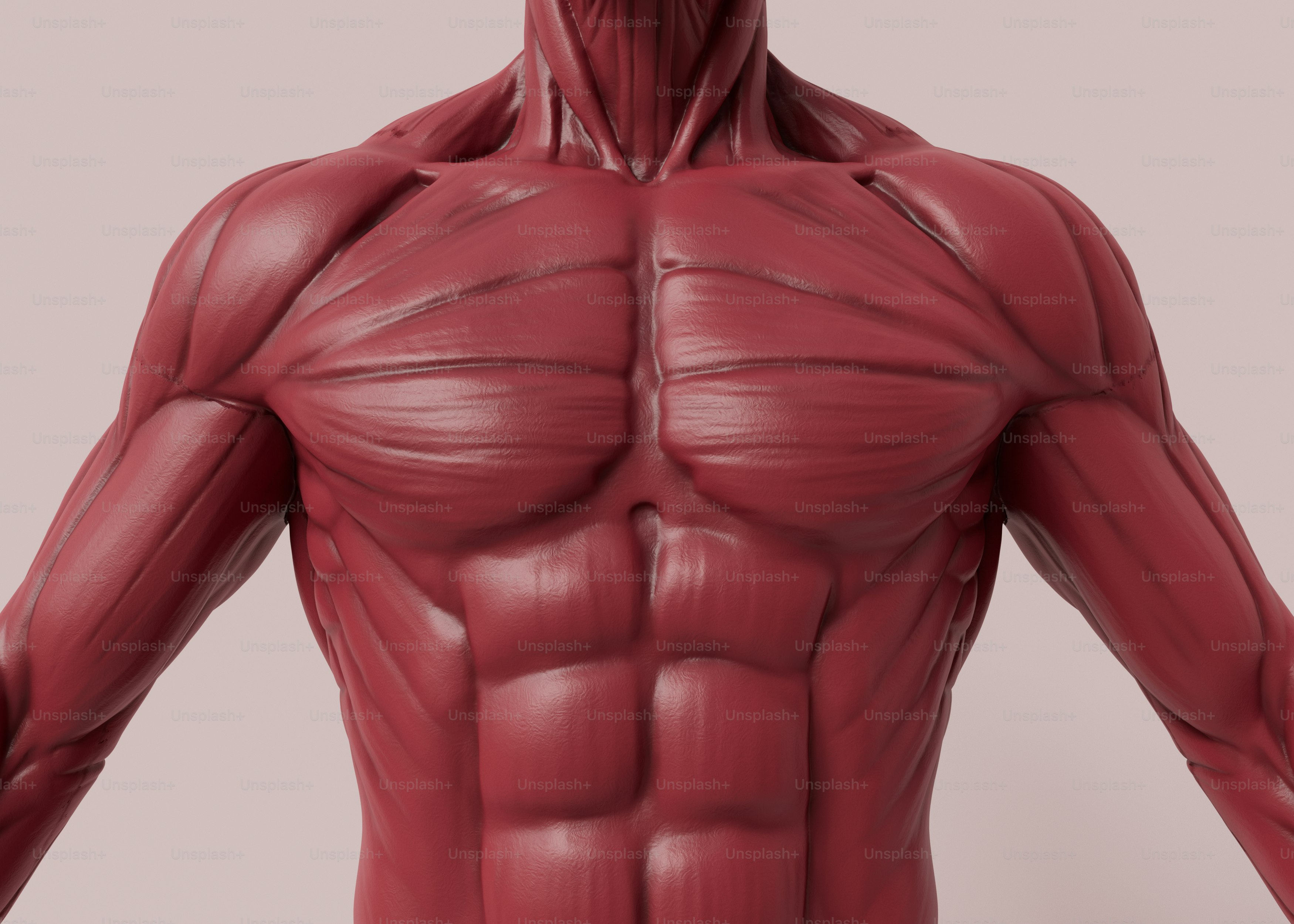 anatomy muscles