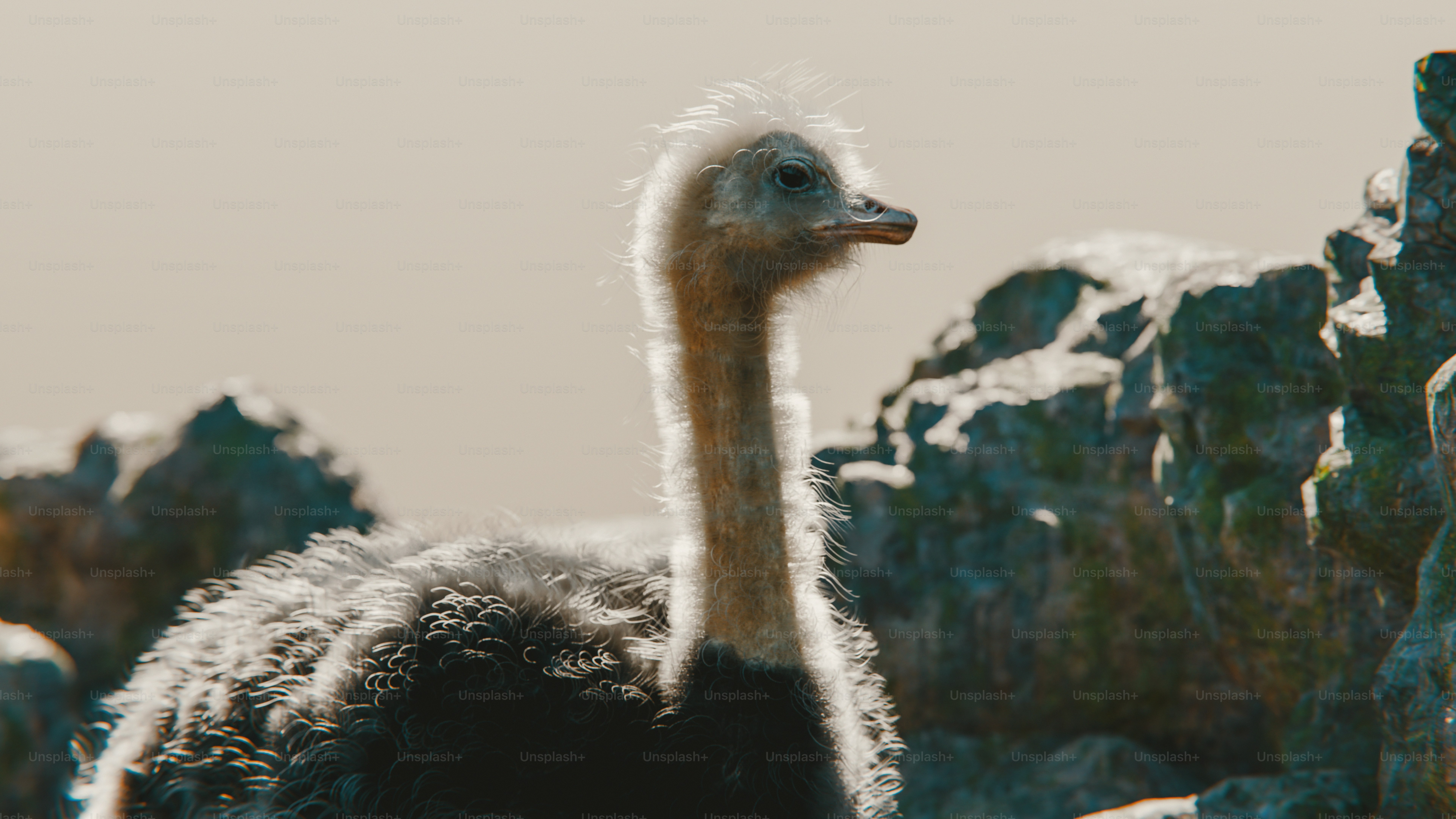 premium_photo-1723135254707-a895b5494b6e?ixlib=rb-4.0.3