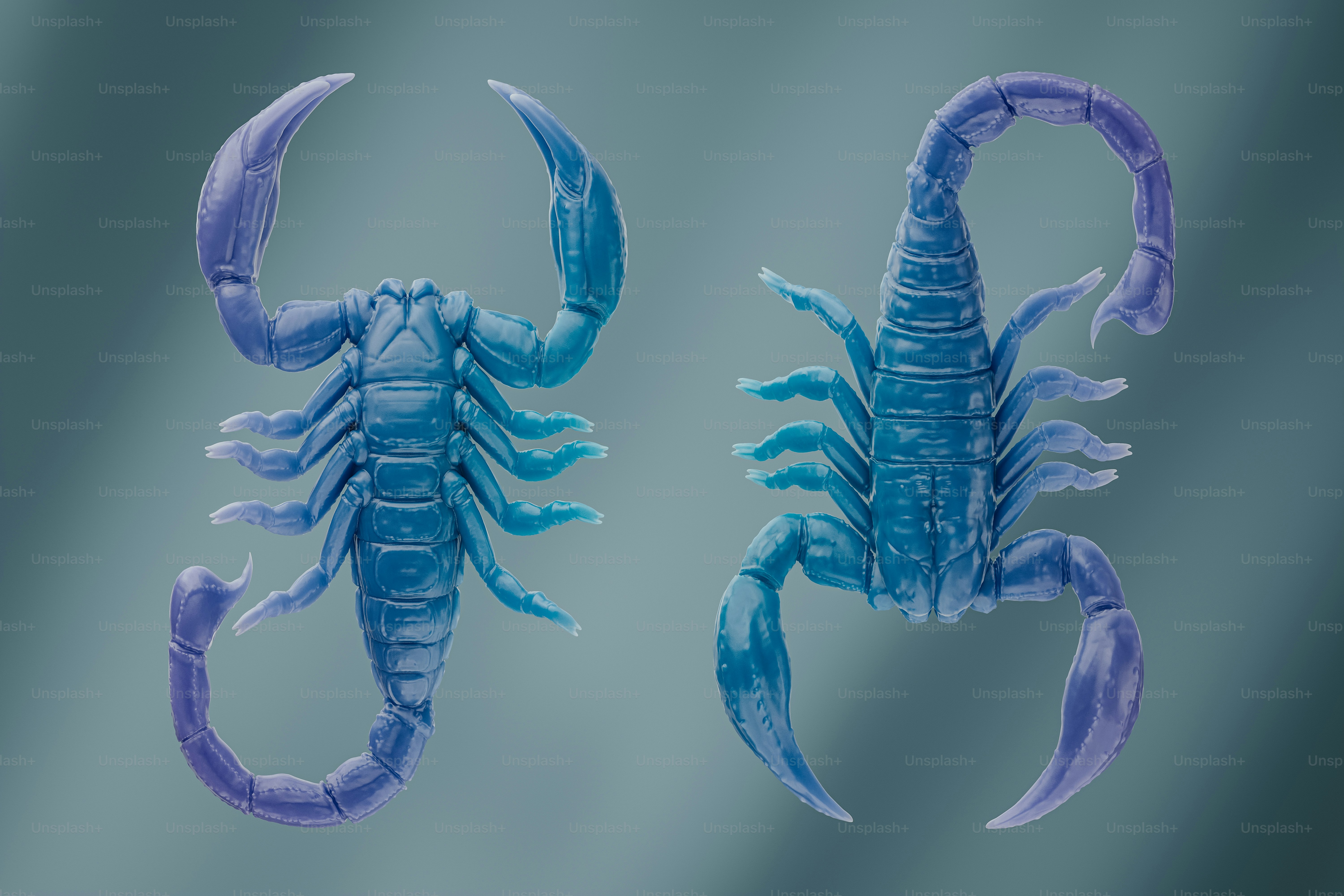 Creative visualization of the colorful scorpion from top and bottom view. 3D render.