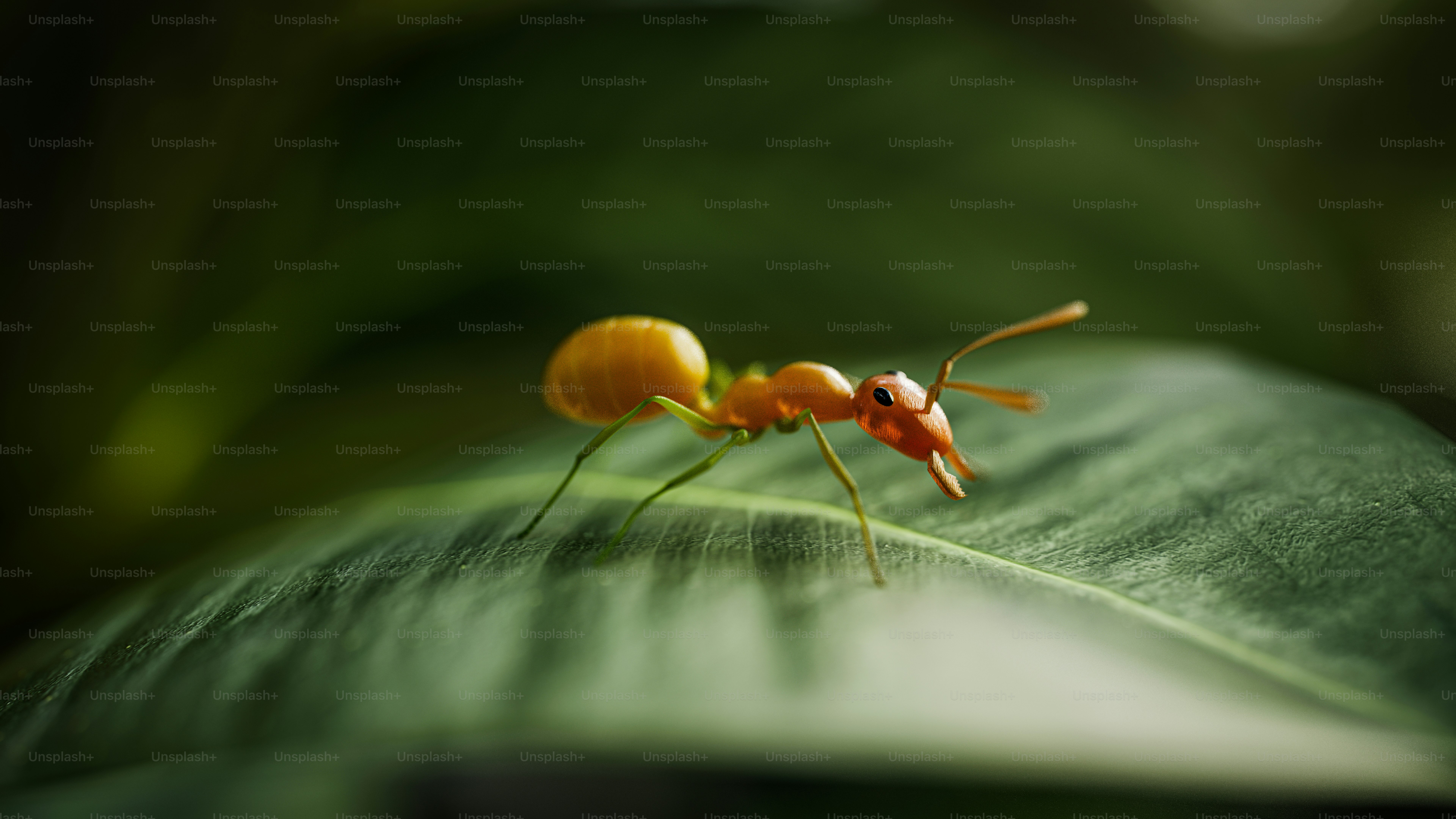 Macro shot of Ant