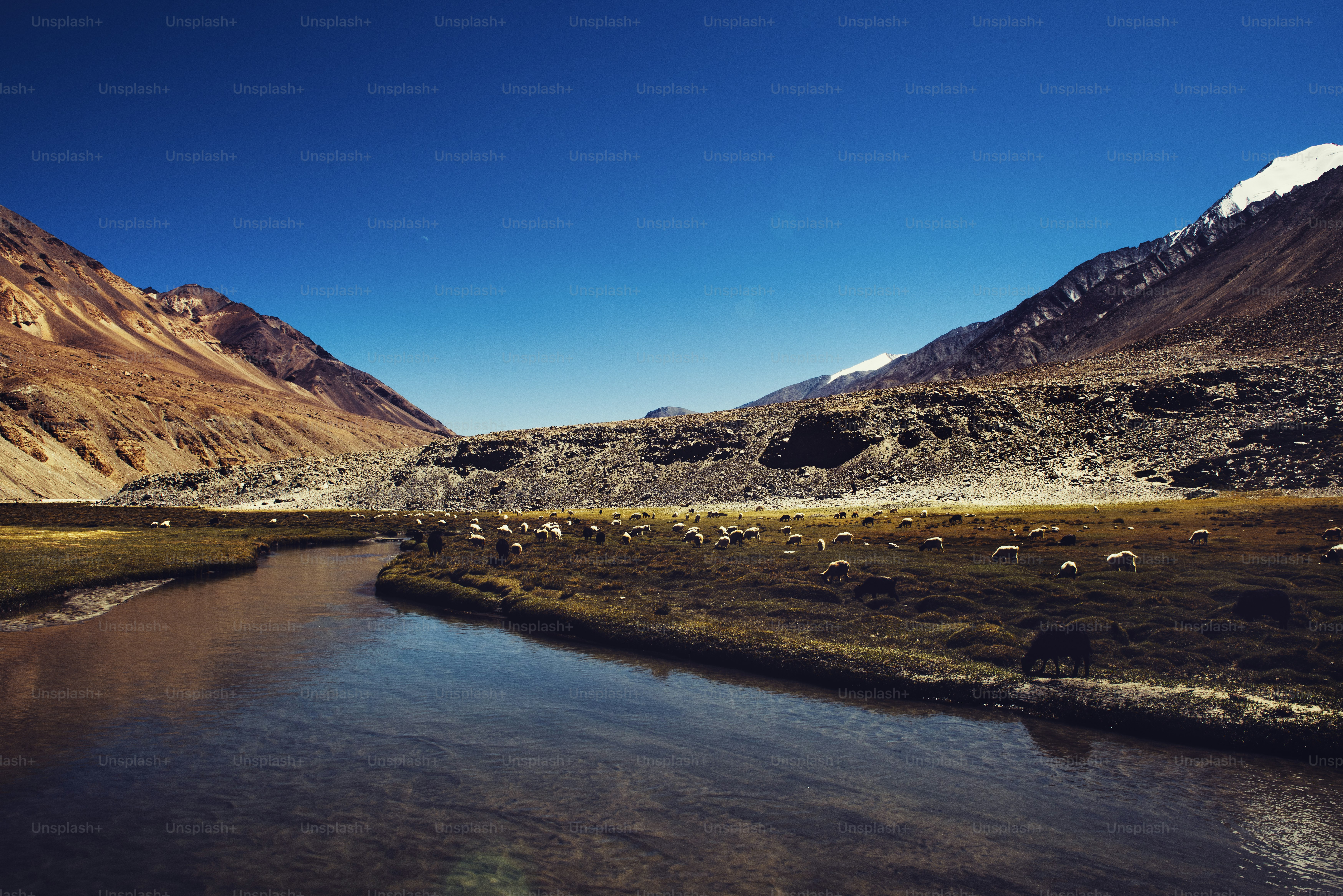 India Hill River Animal Wildlife