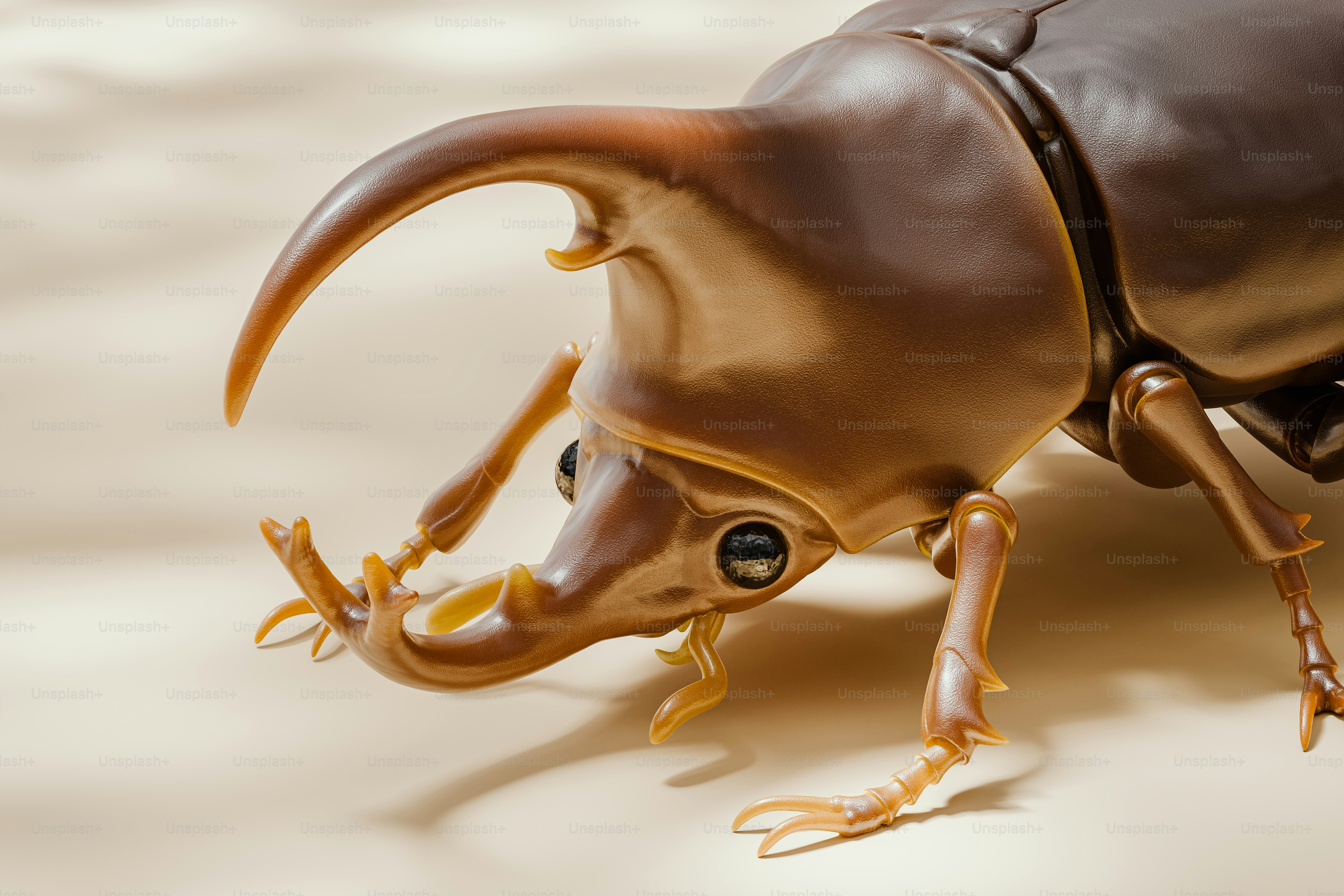 Un primer plano de un escarabajo sobre una superficie blanca