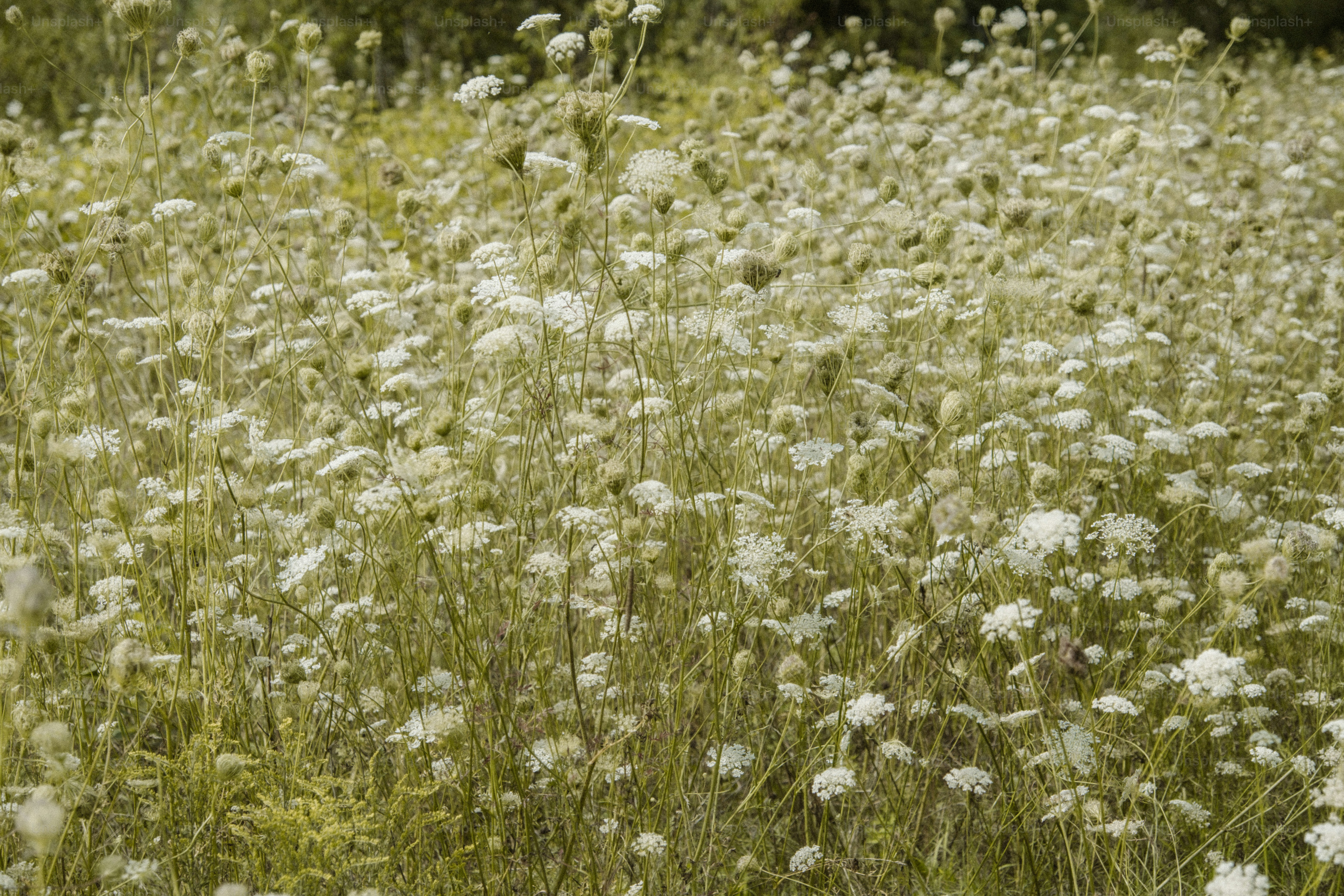 Um campo cheio de flores brancas com árvores ao fundo