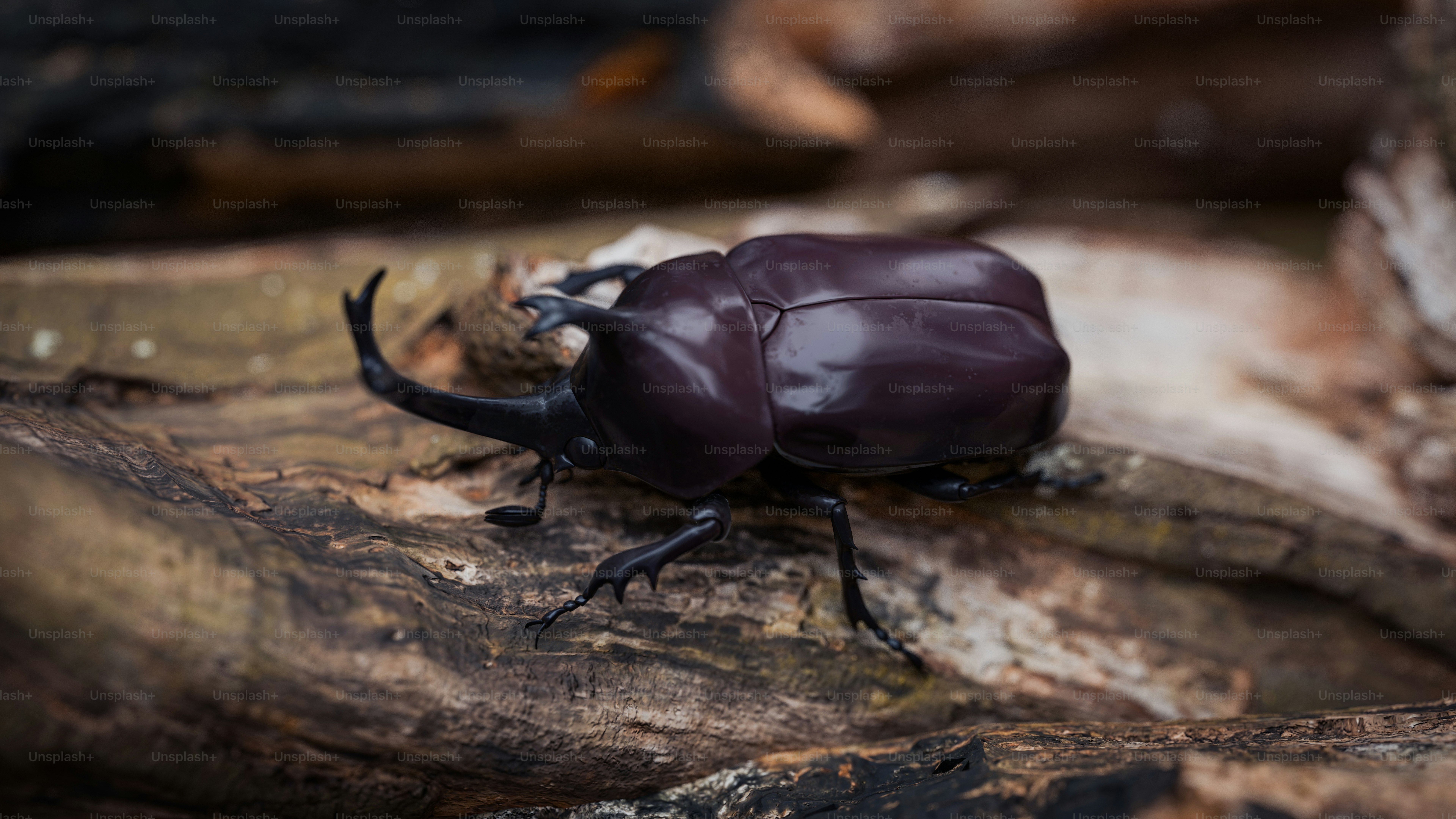 A close up of a beetle on a tree branch