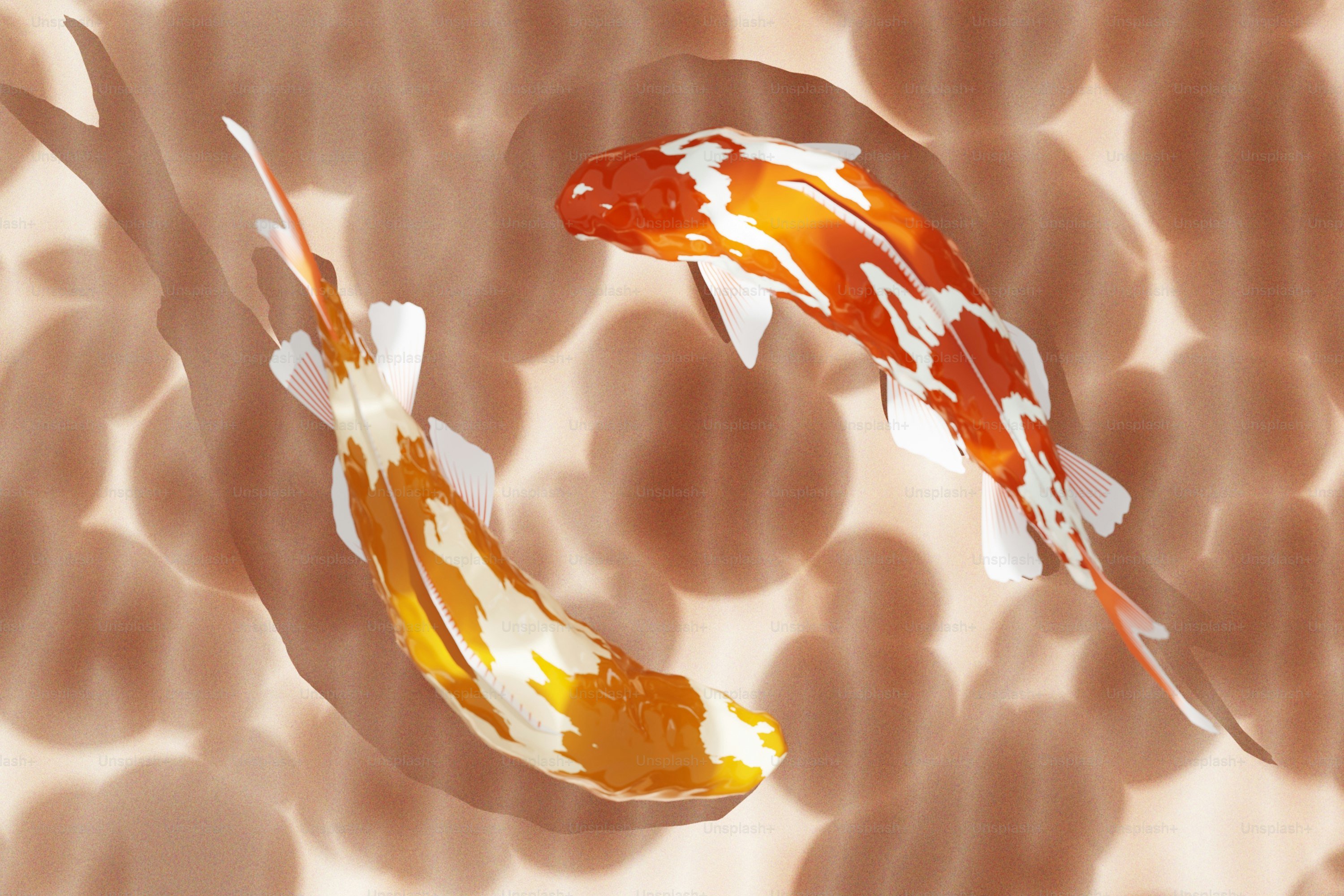 Two orange and white koi fish swimming in a pond