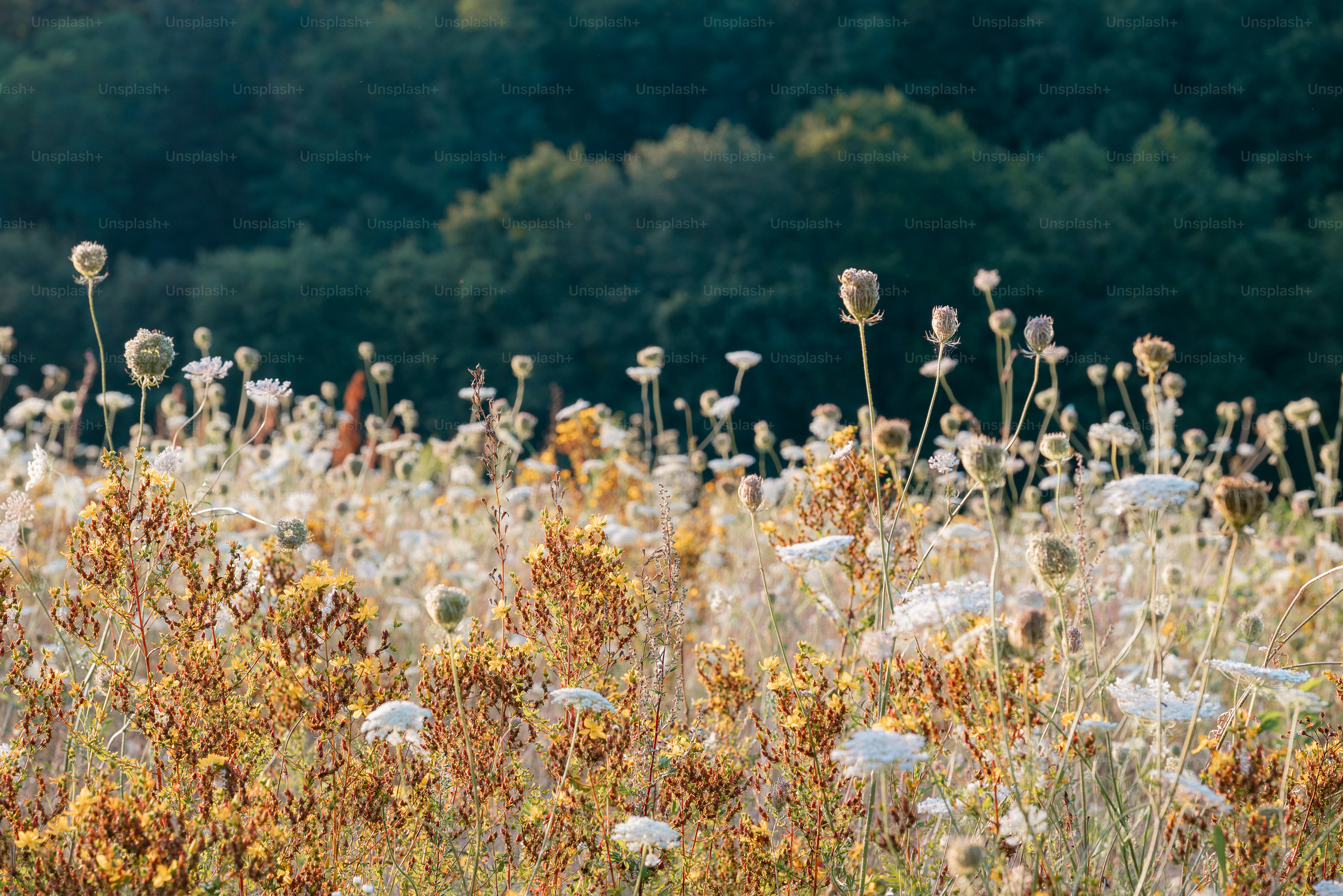 A field of wild flowers with trees in the background photo – Flower Image  on Unsplash, image size:3000x2003