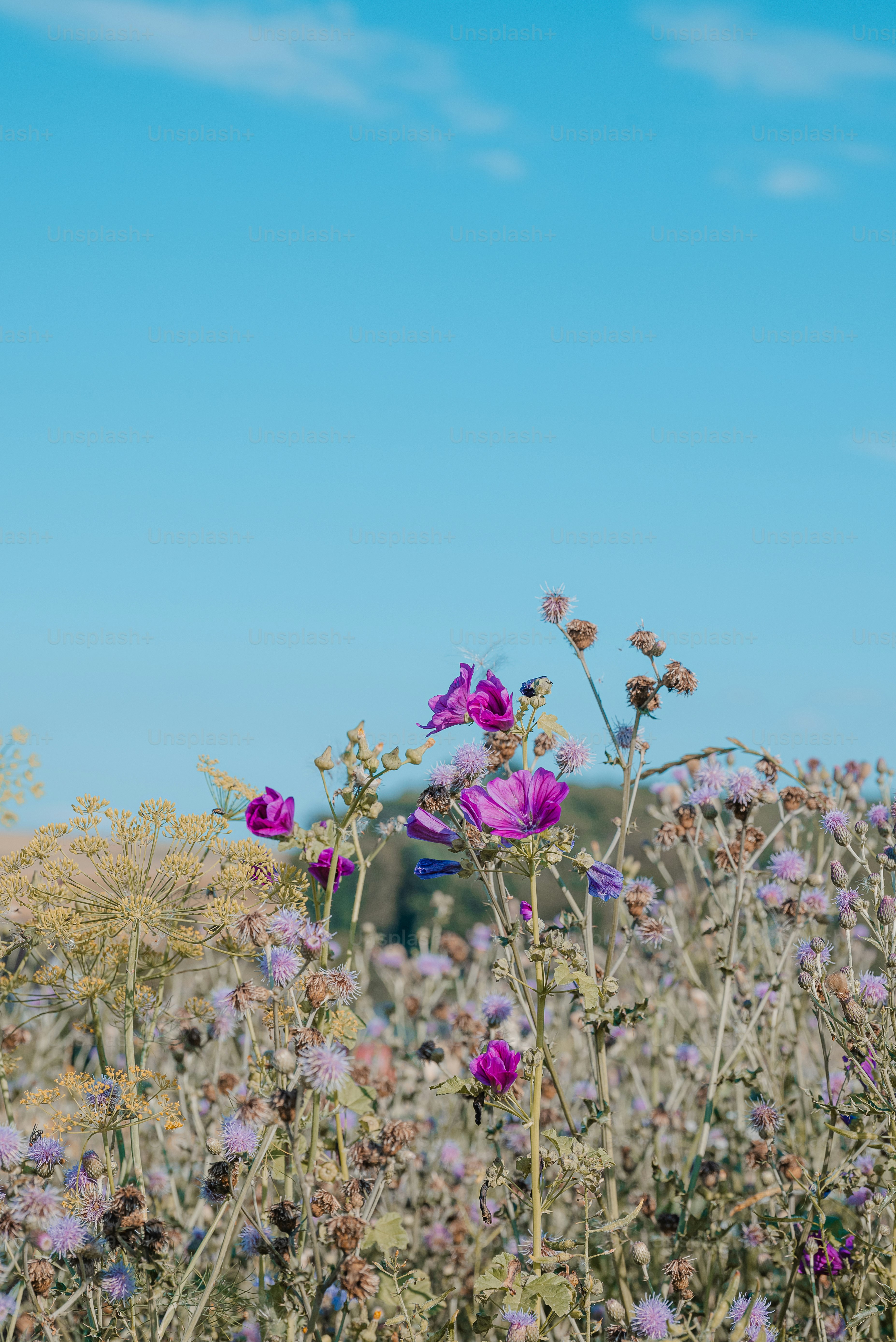 A field full of purple flowers under a blue sky