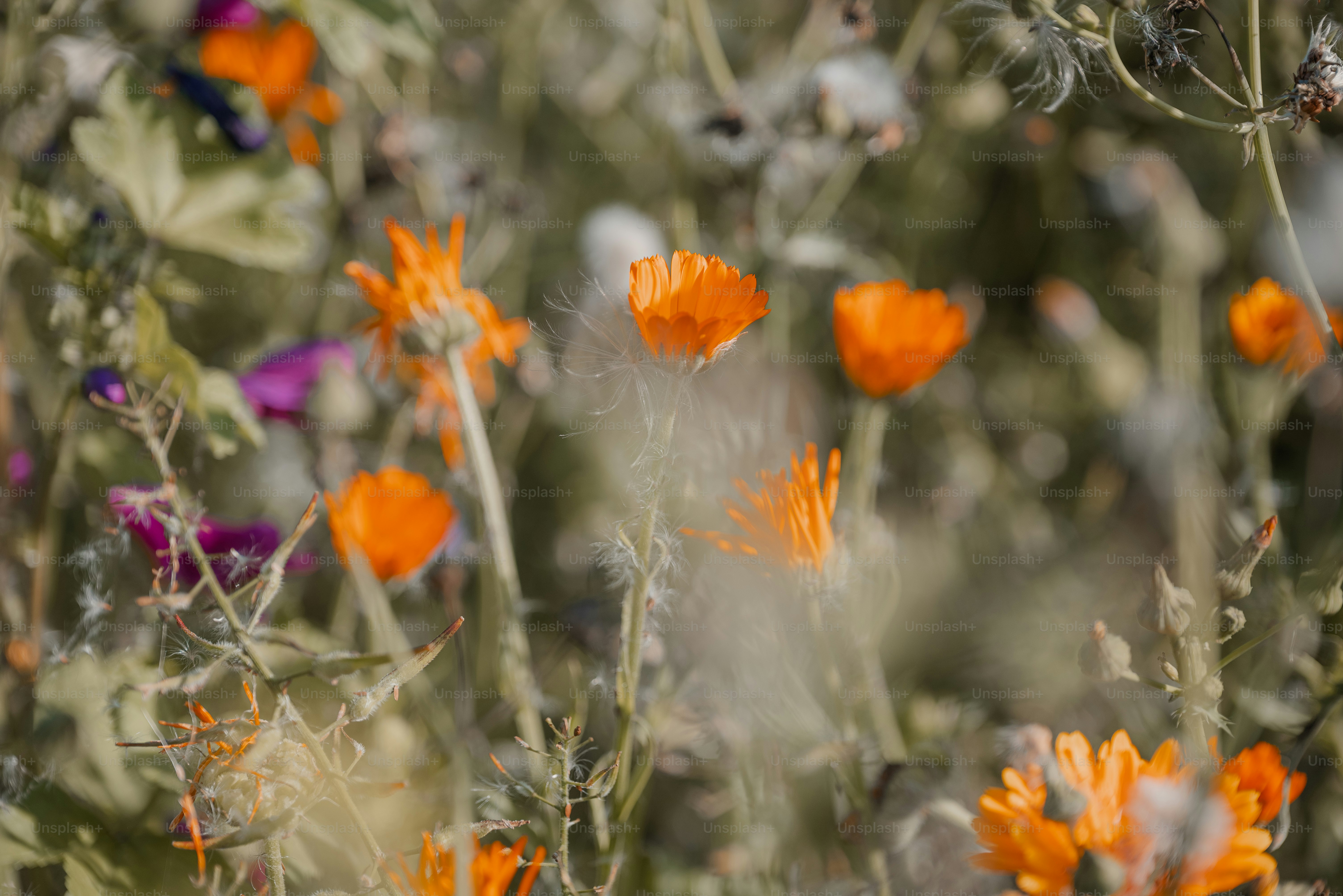 Un campo pieno di fiori arancioni e viola