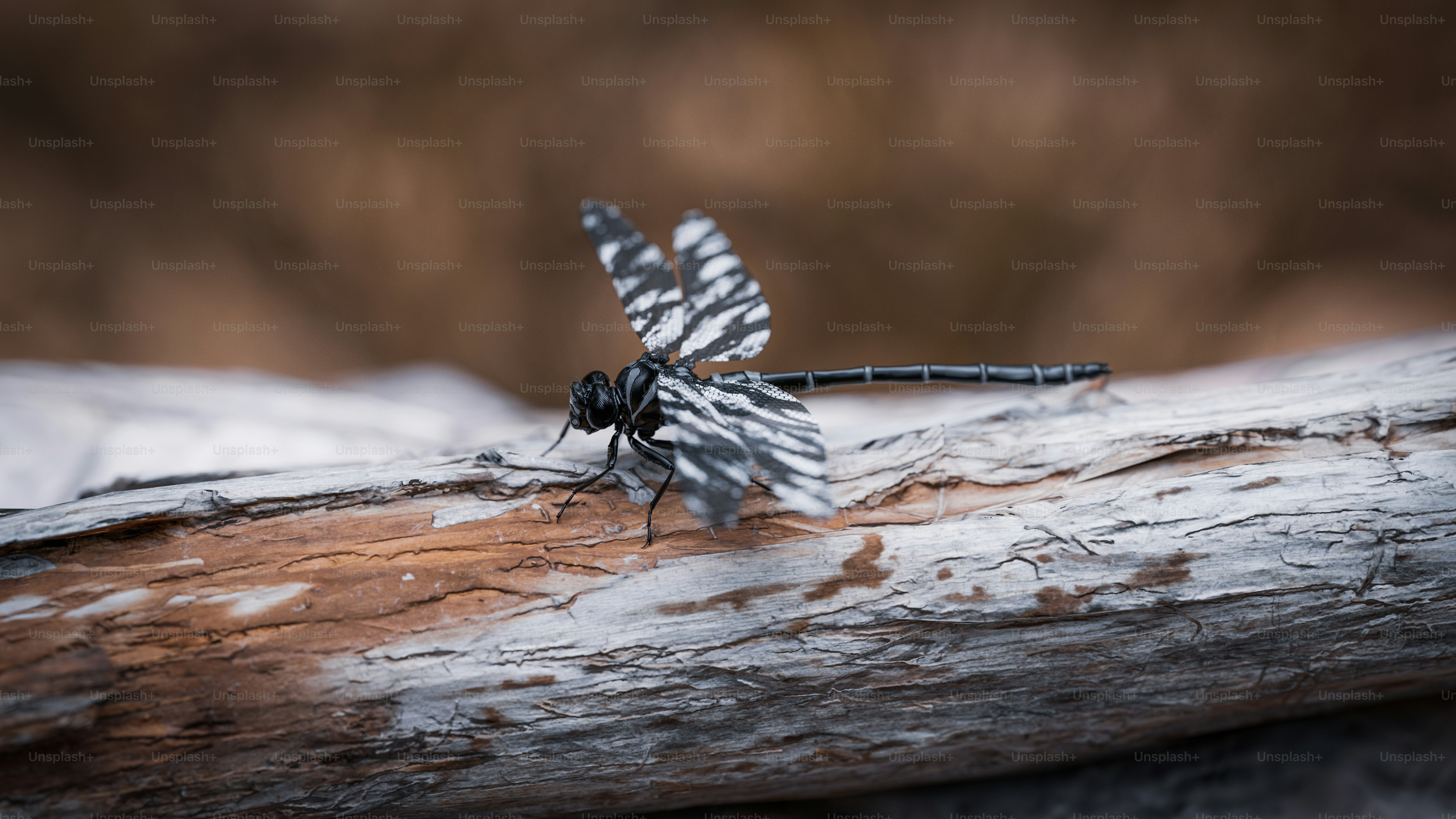 Macro shot of Dragonfly