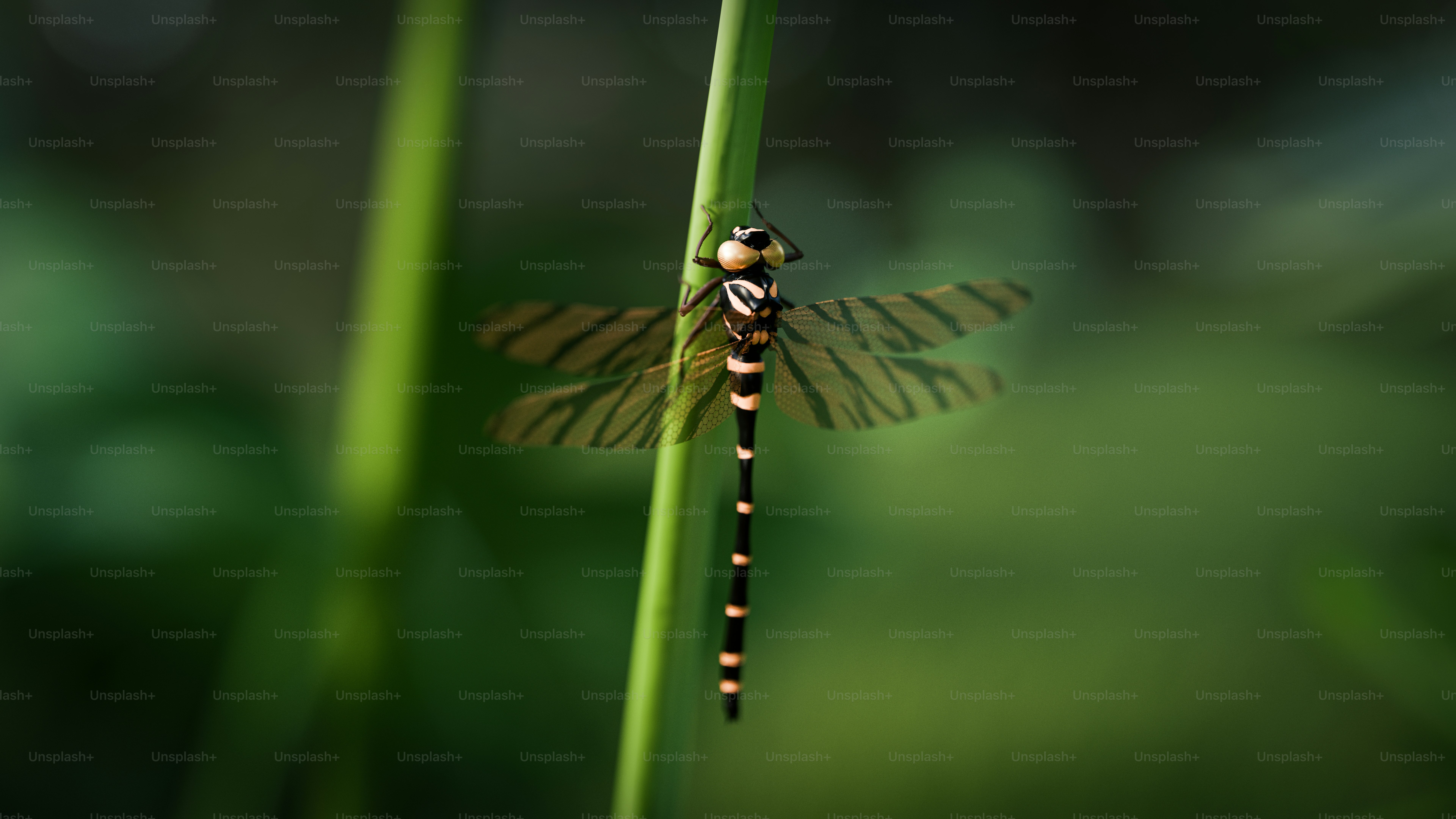 A green dragonfly sitting on top of a leaf photo – Digital image Image ...