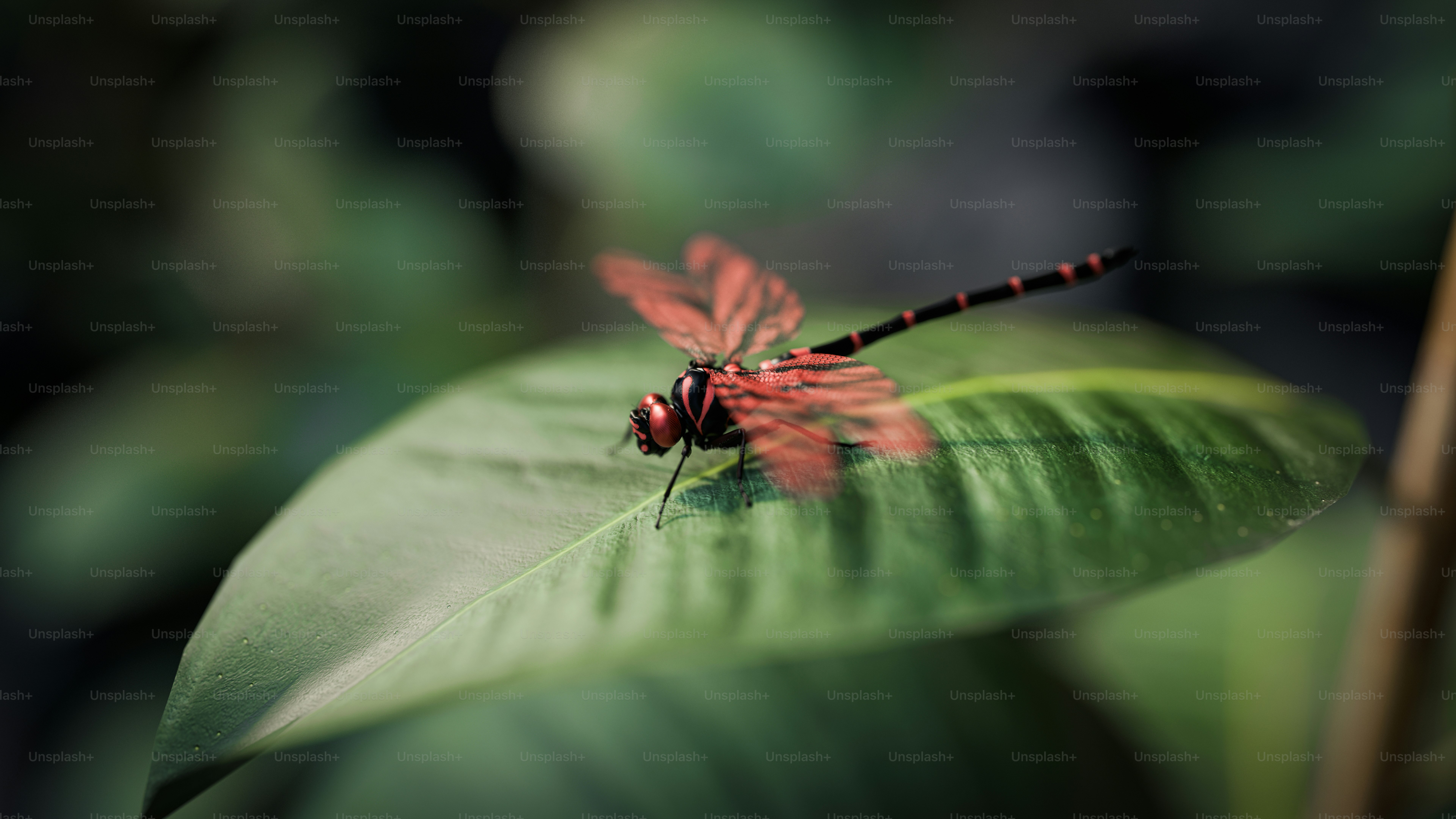Un insecto sentado encima de una hoja verde