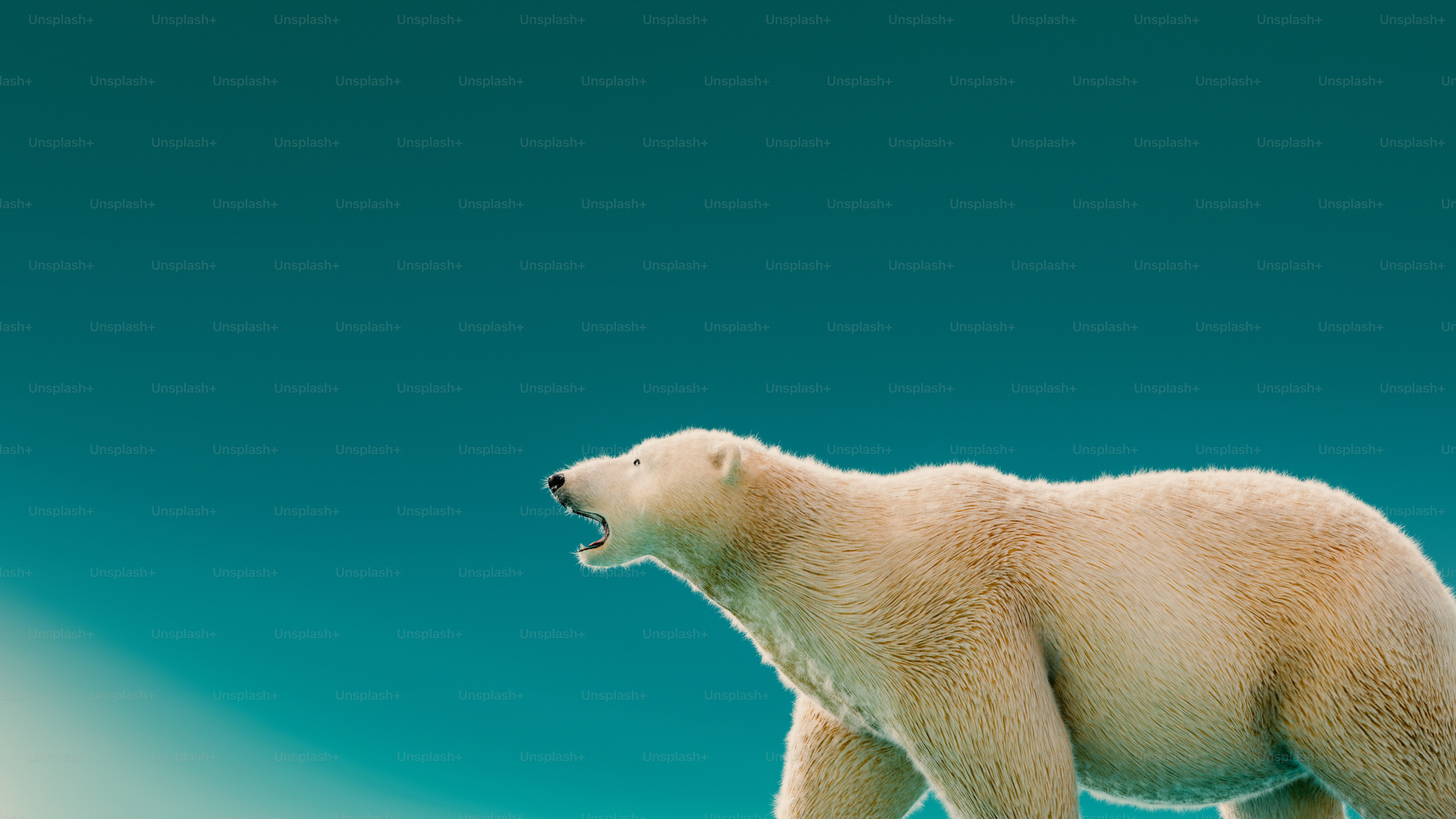 A polar bear walking across a grass covered field