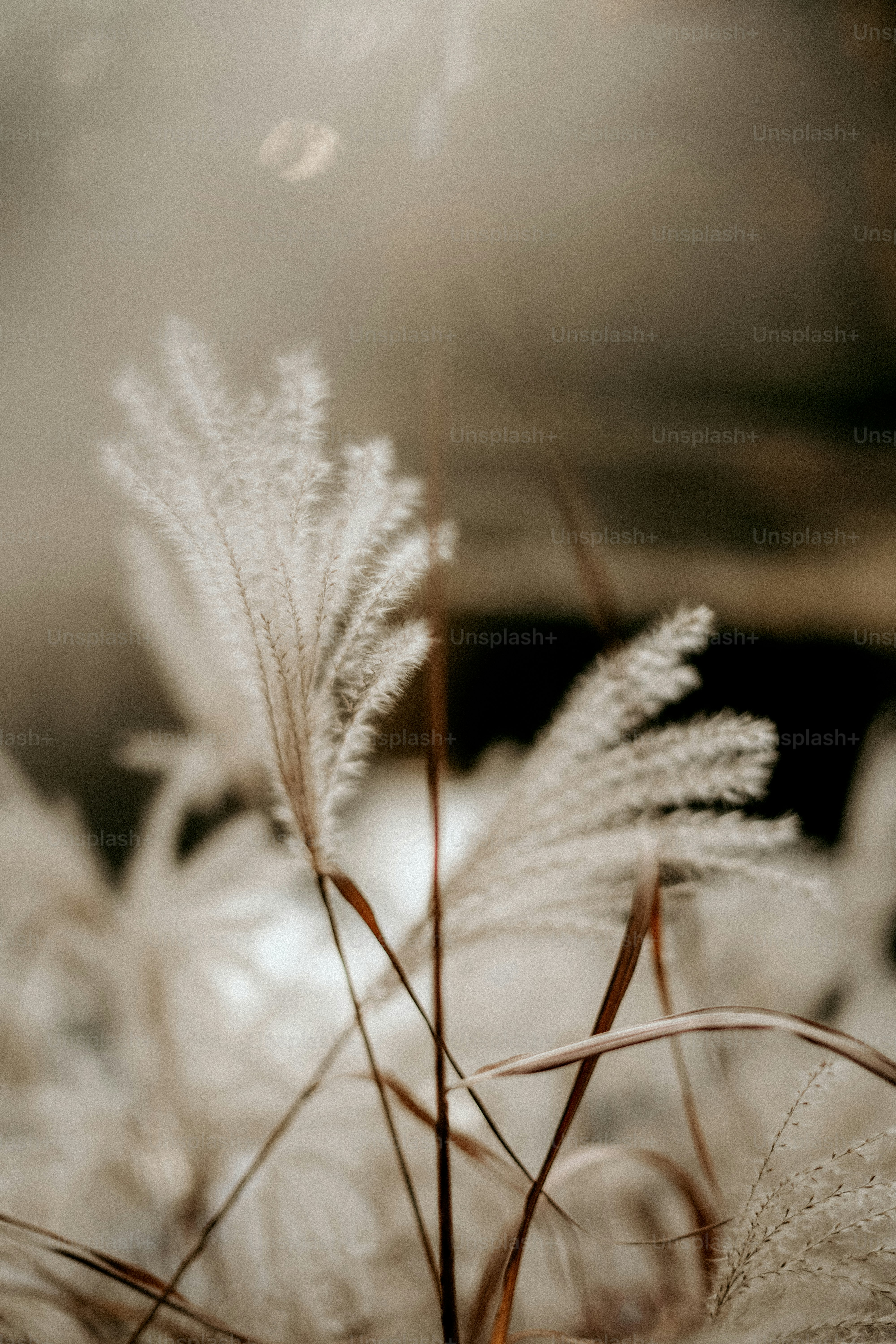 A close up of a bunch of white flowers