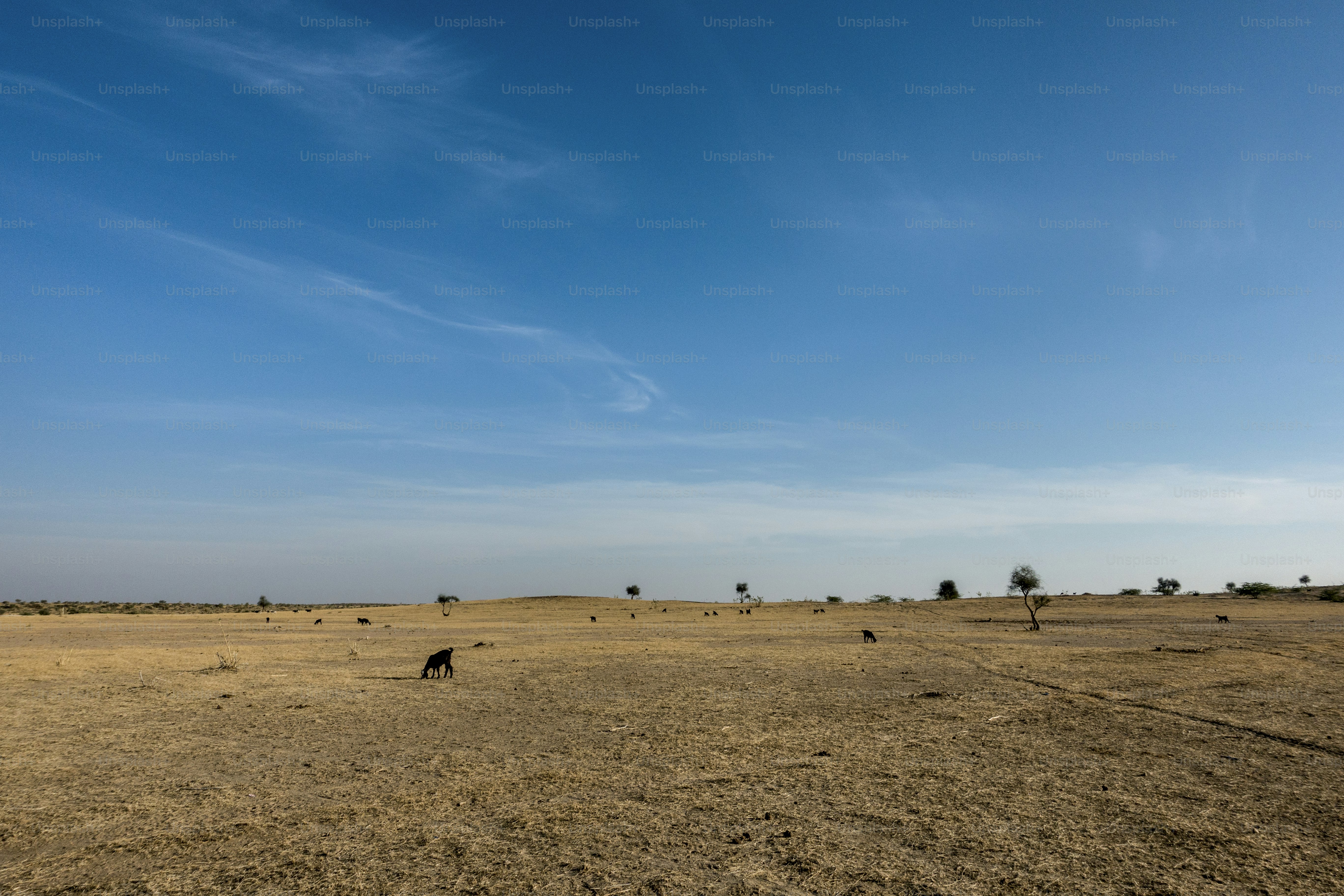 Thar Desert in Rajasthan India