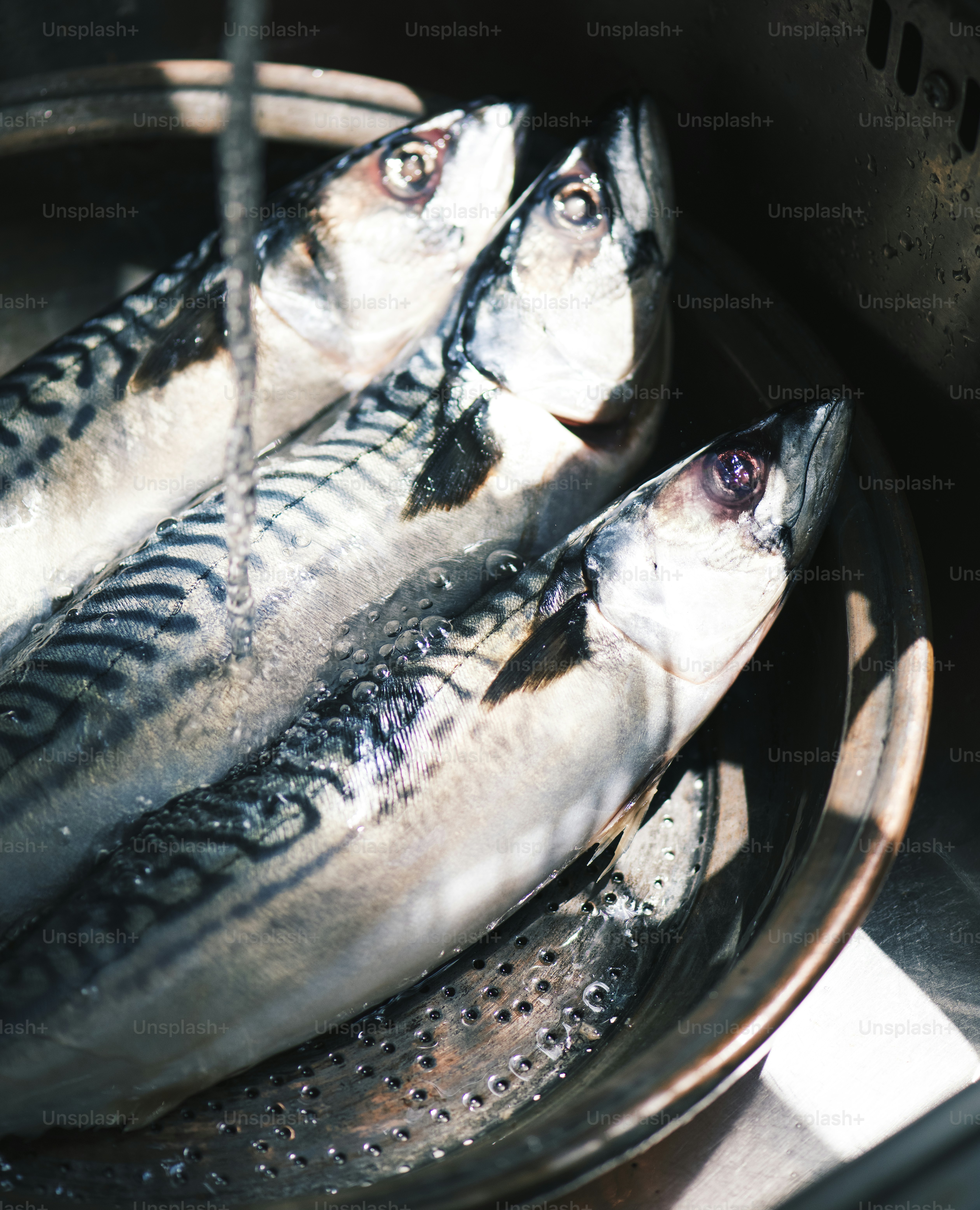 Closeup of Saba fish