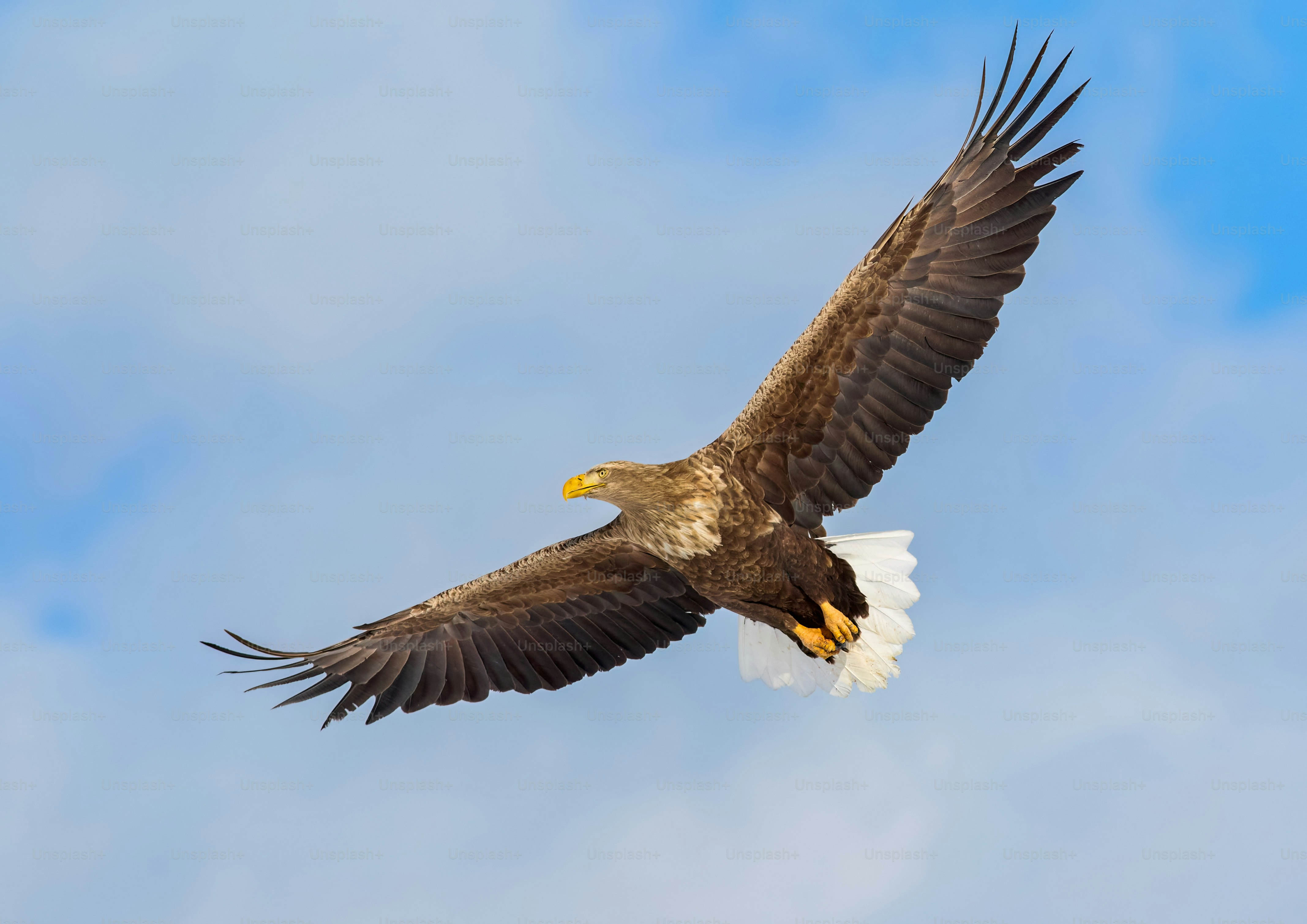 A bald eagle soaring through the blue sky