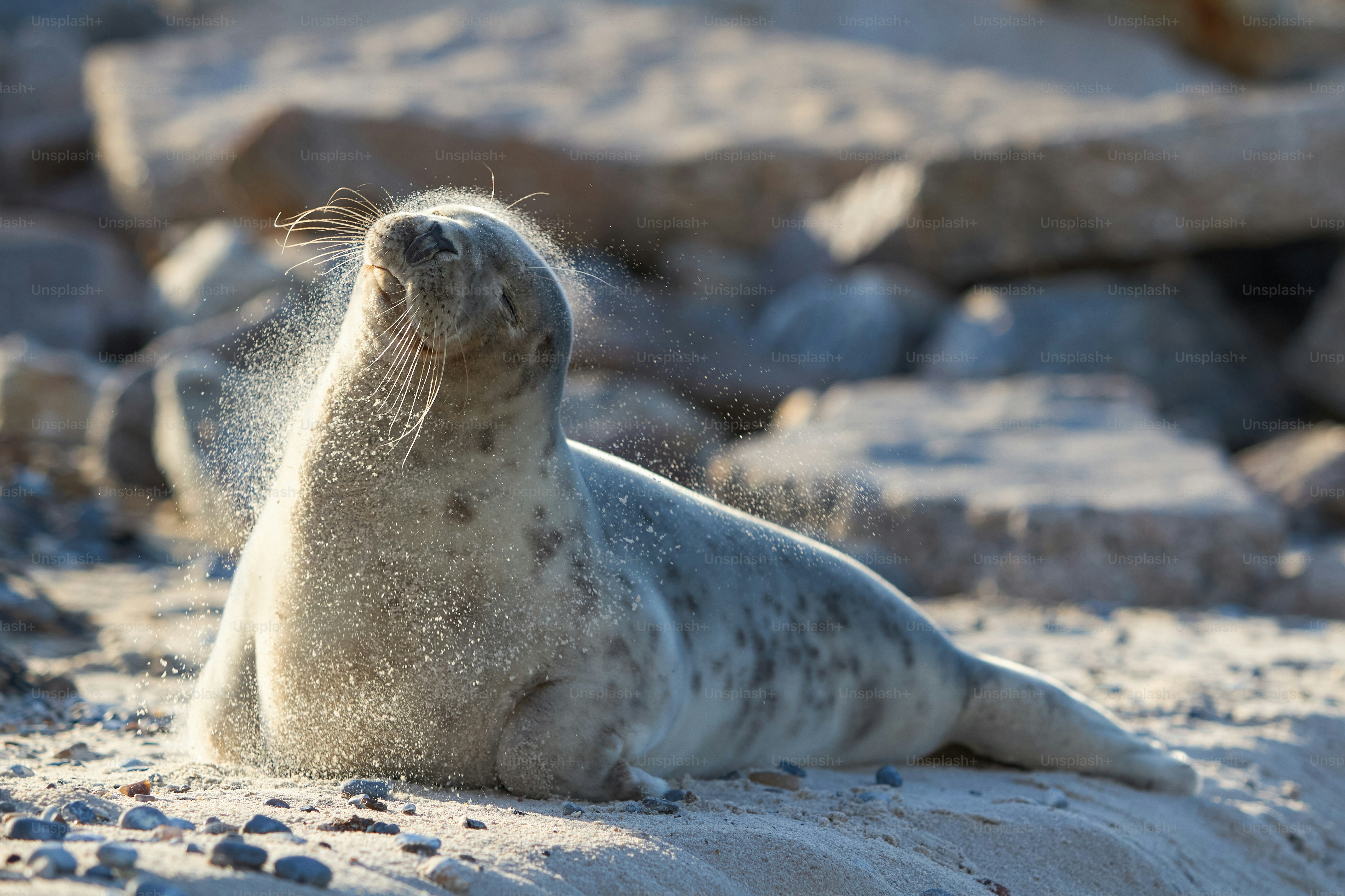 A seal sitting on a rock covered beach