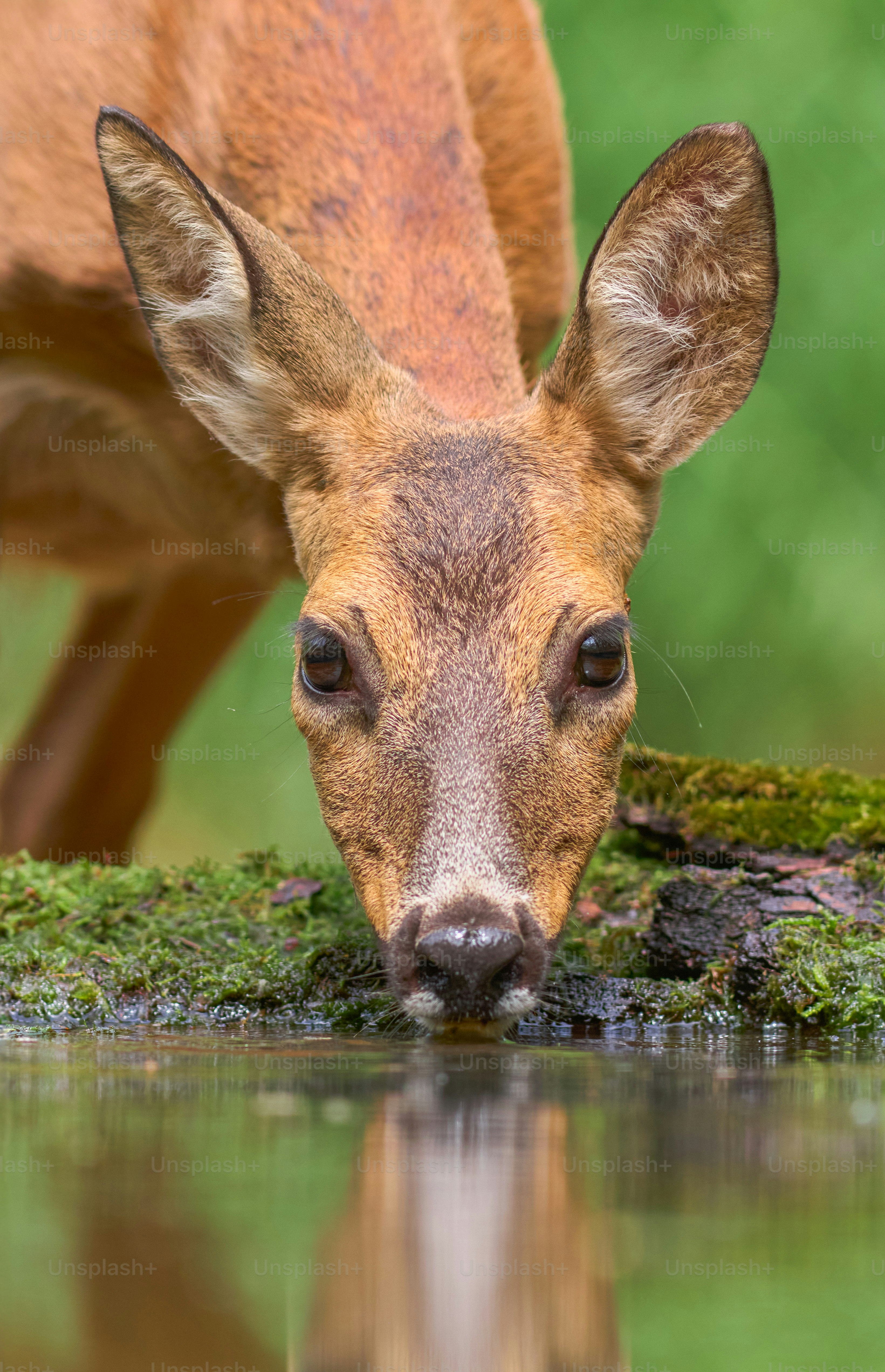 A deer is drinking water from a pond