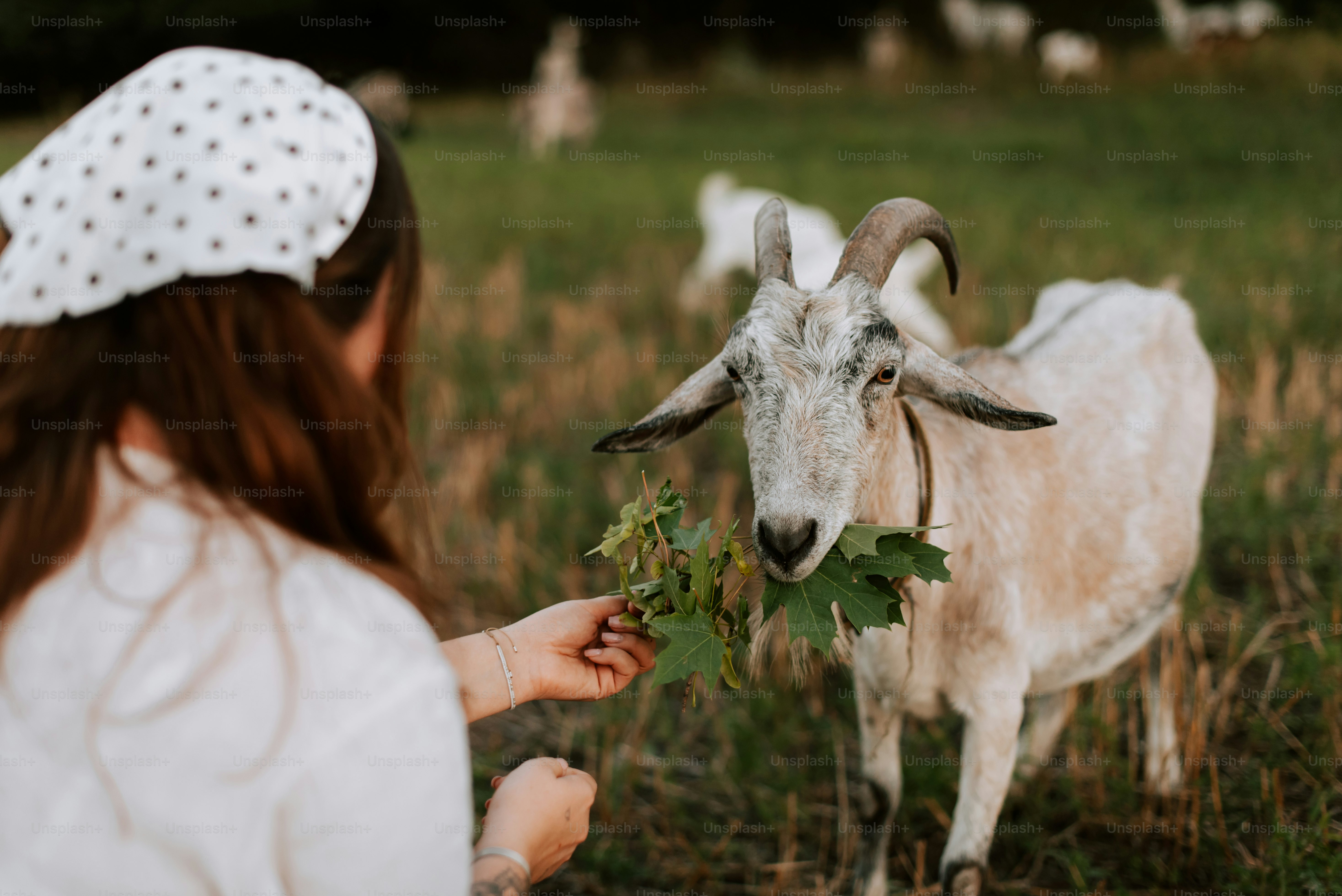 Una giovane ragazza che nutre una capra in un campo