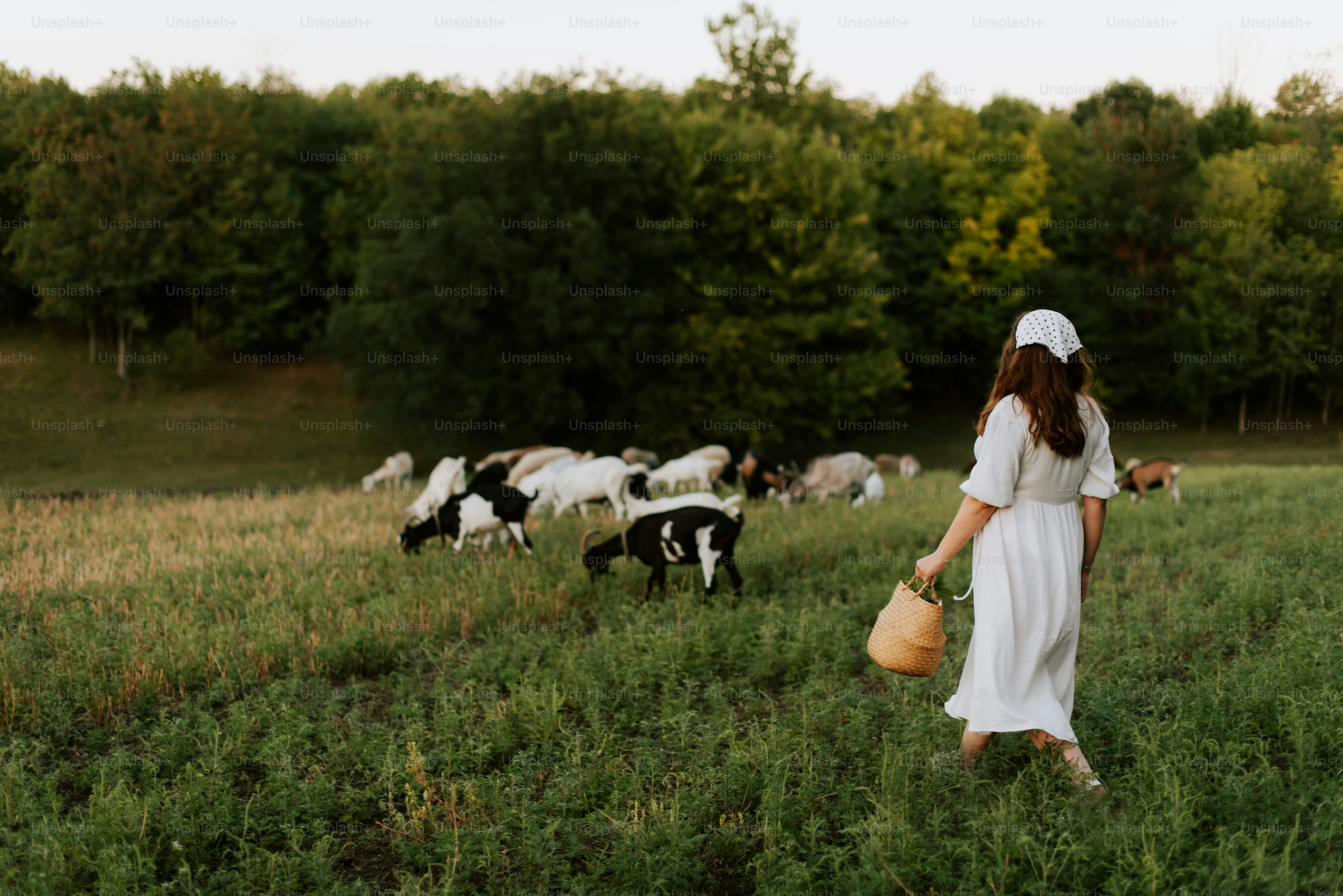 A woman in a white dress is walking through a field with cows