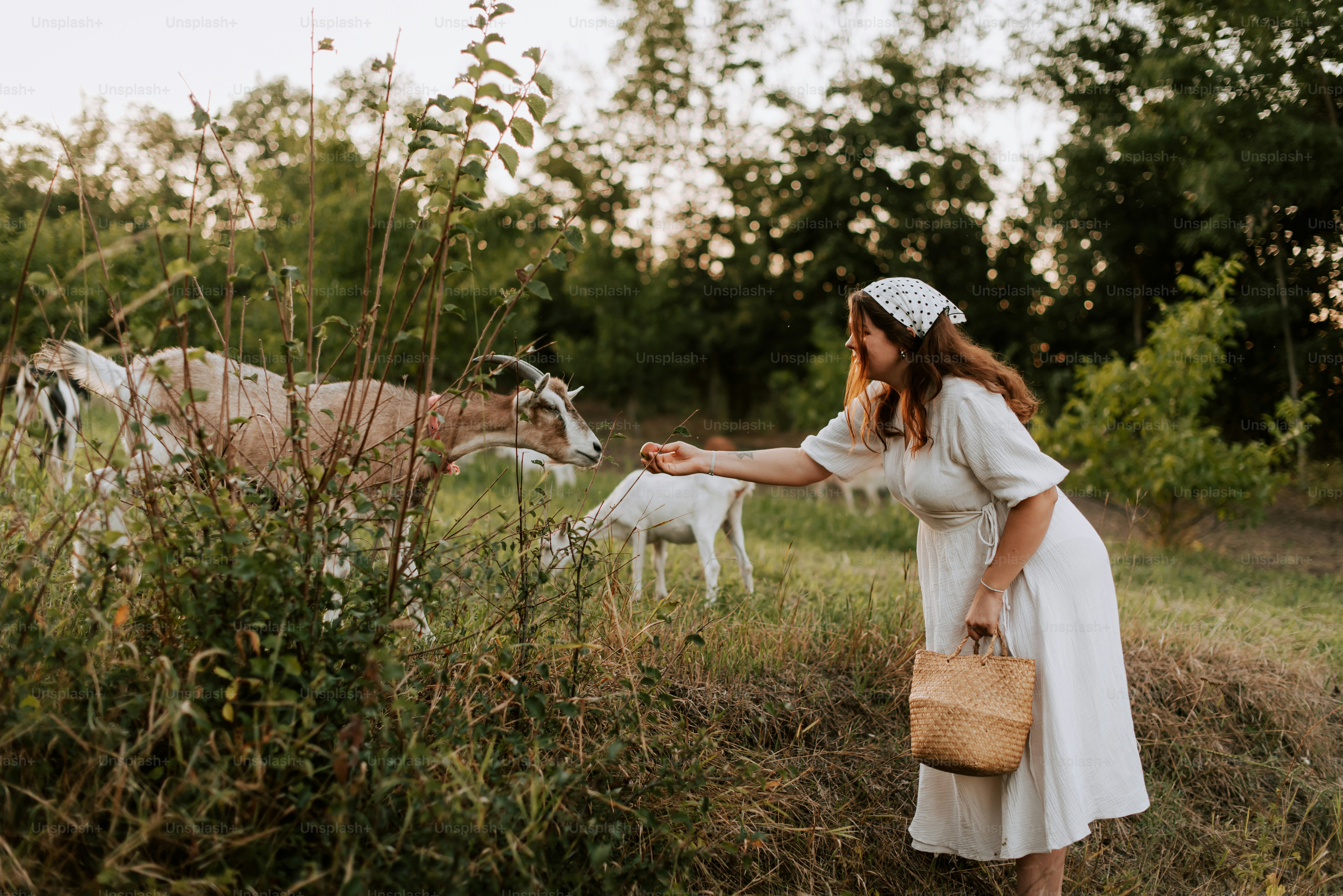 Una mujer con un vestido blanco alimentando cabras en un campo