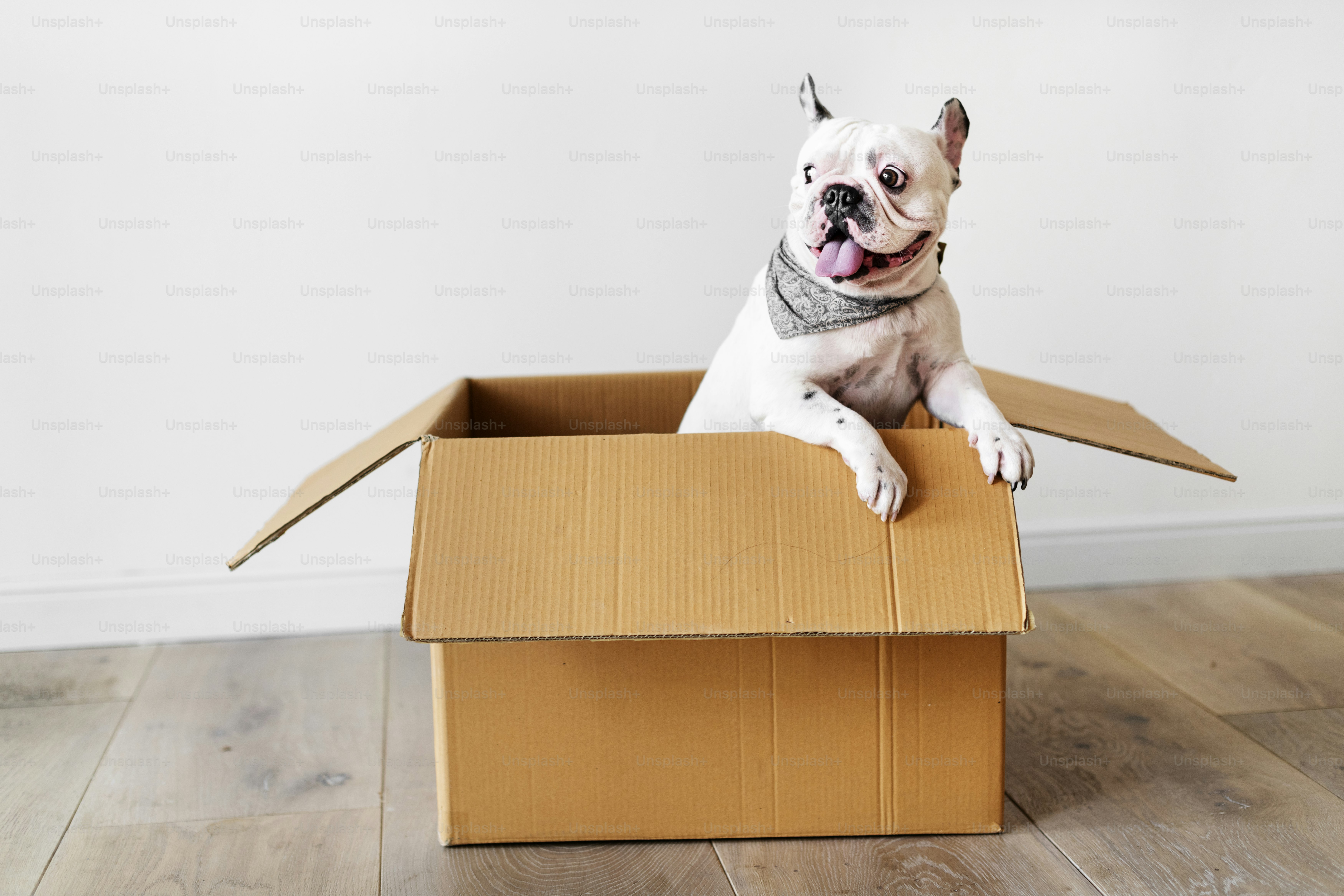 Pet owner unpacking personalized dog boxes filled with treats and toys selected for their dog