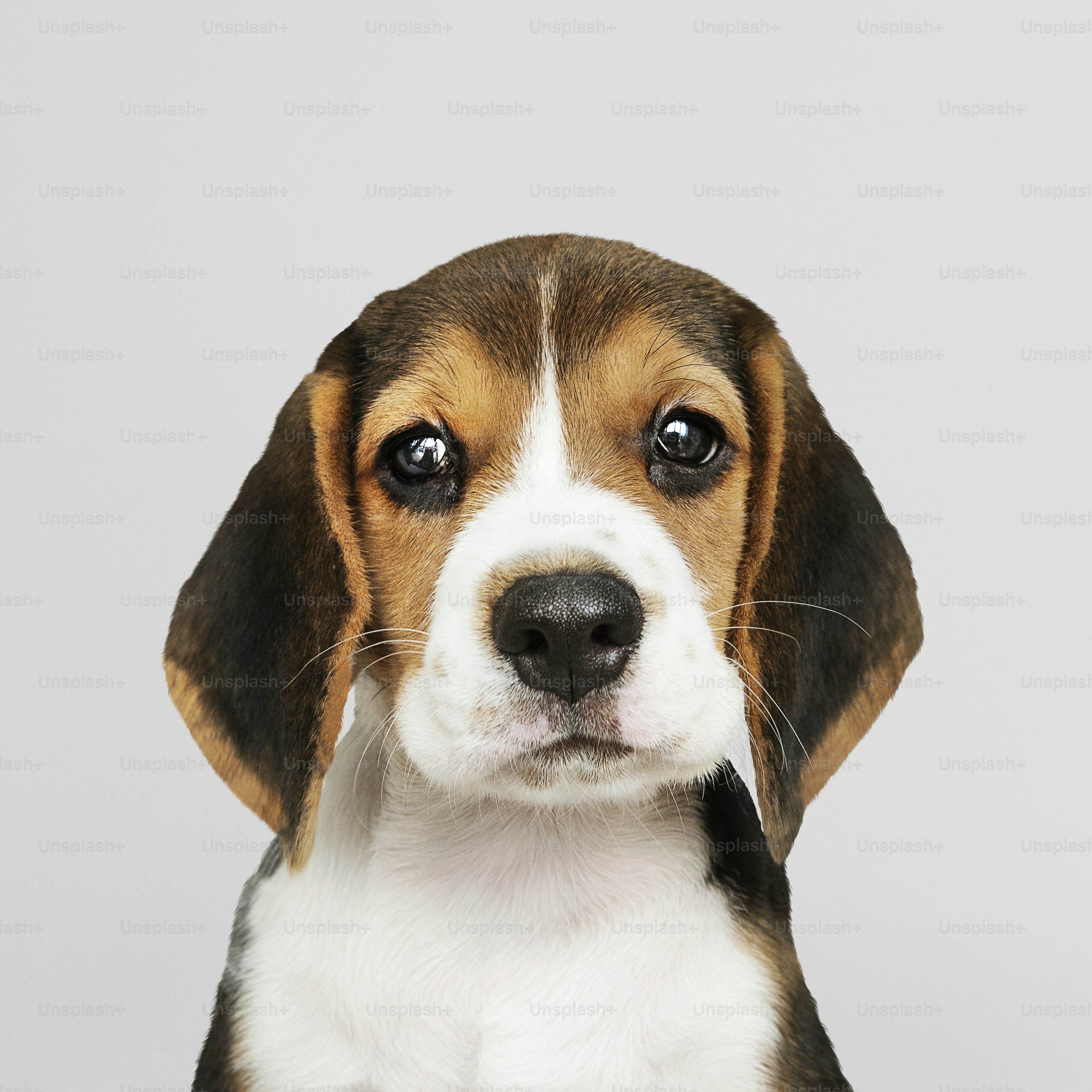 비글 강아지 강아지