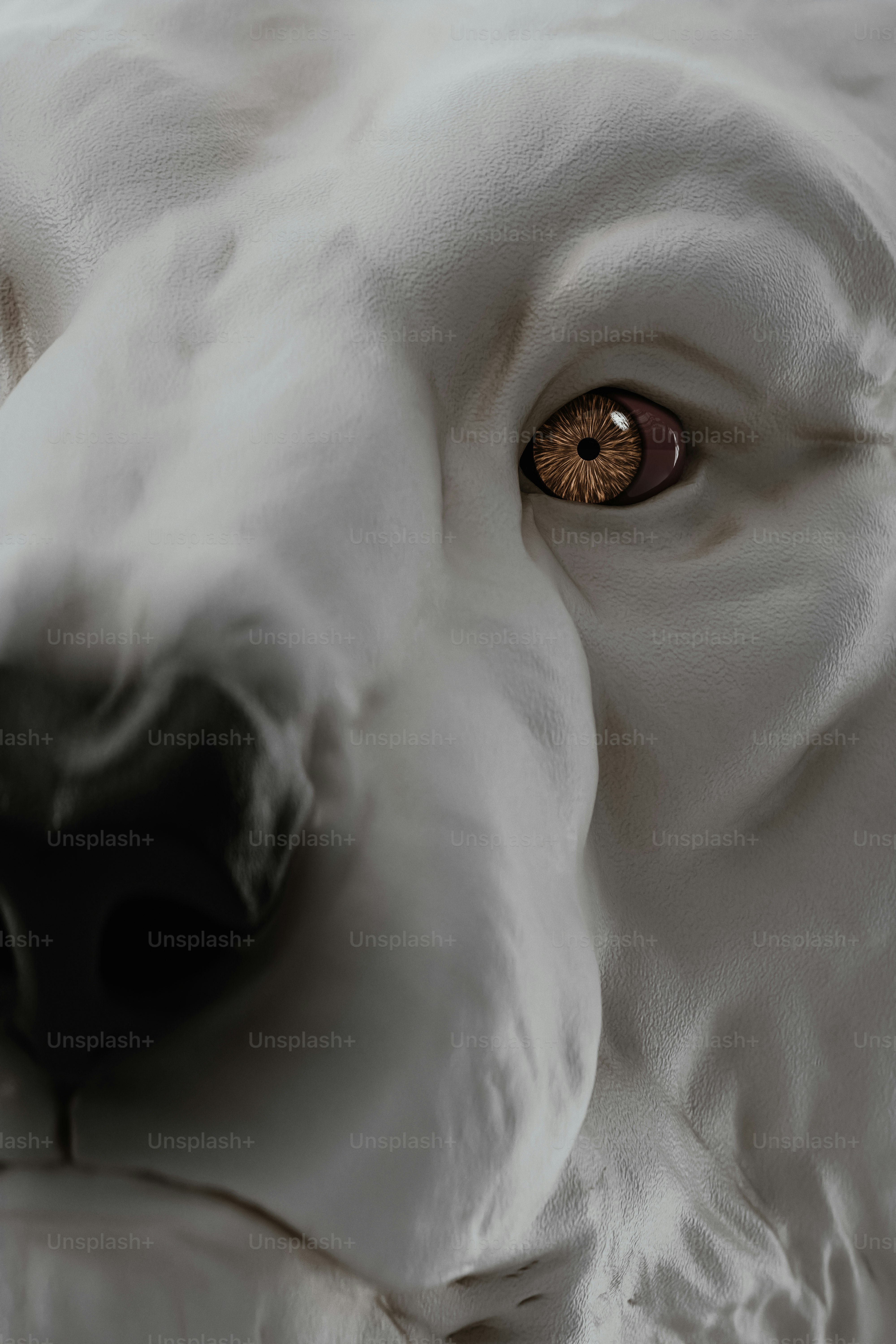 A close up of a white dog's face