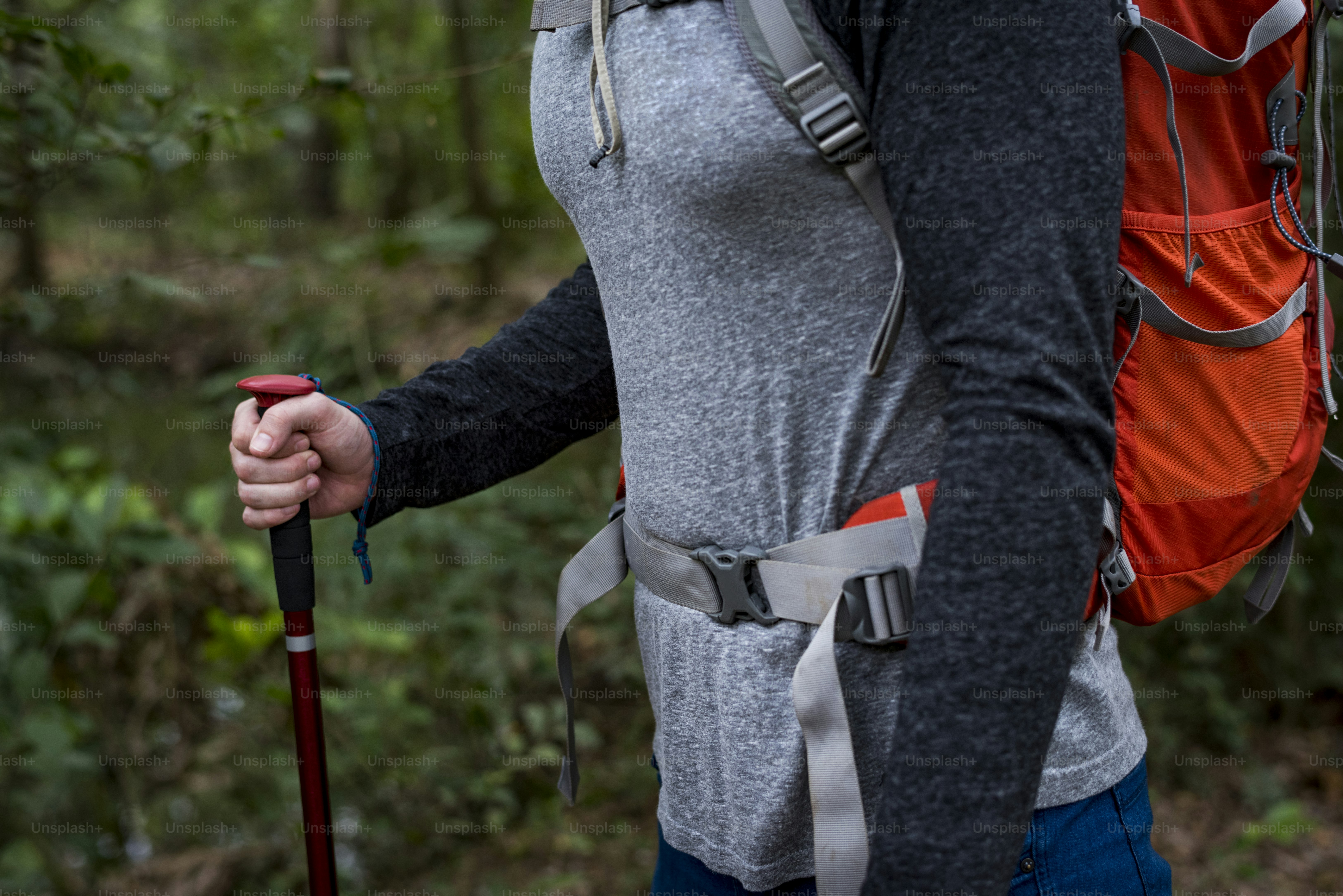 Trekking in a forest photo – Forest Image on Unsplash