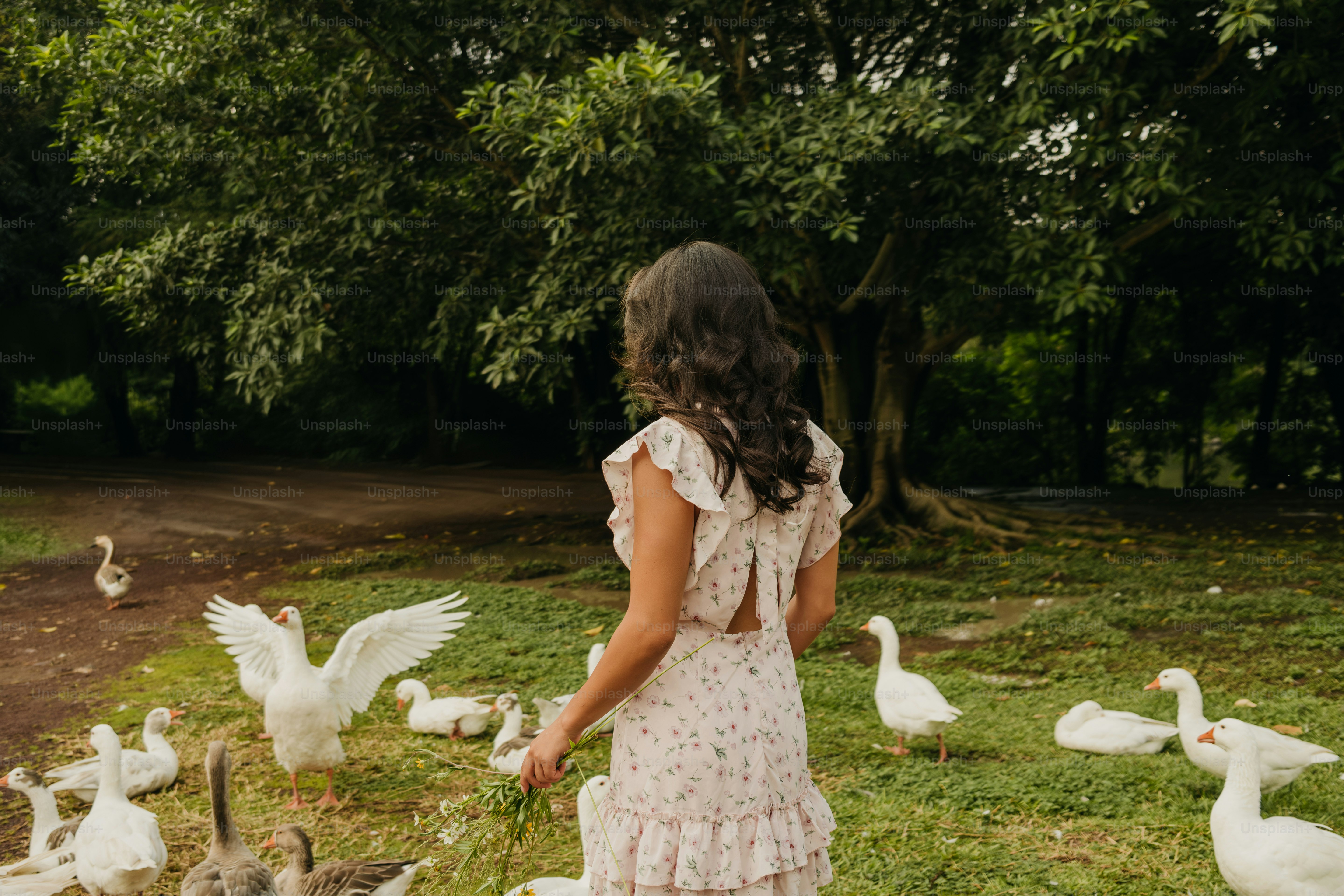 A little girl standing in front of a flock of geese