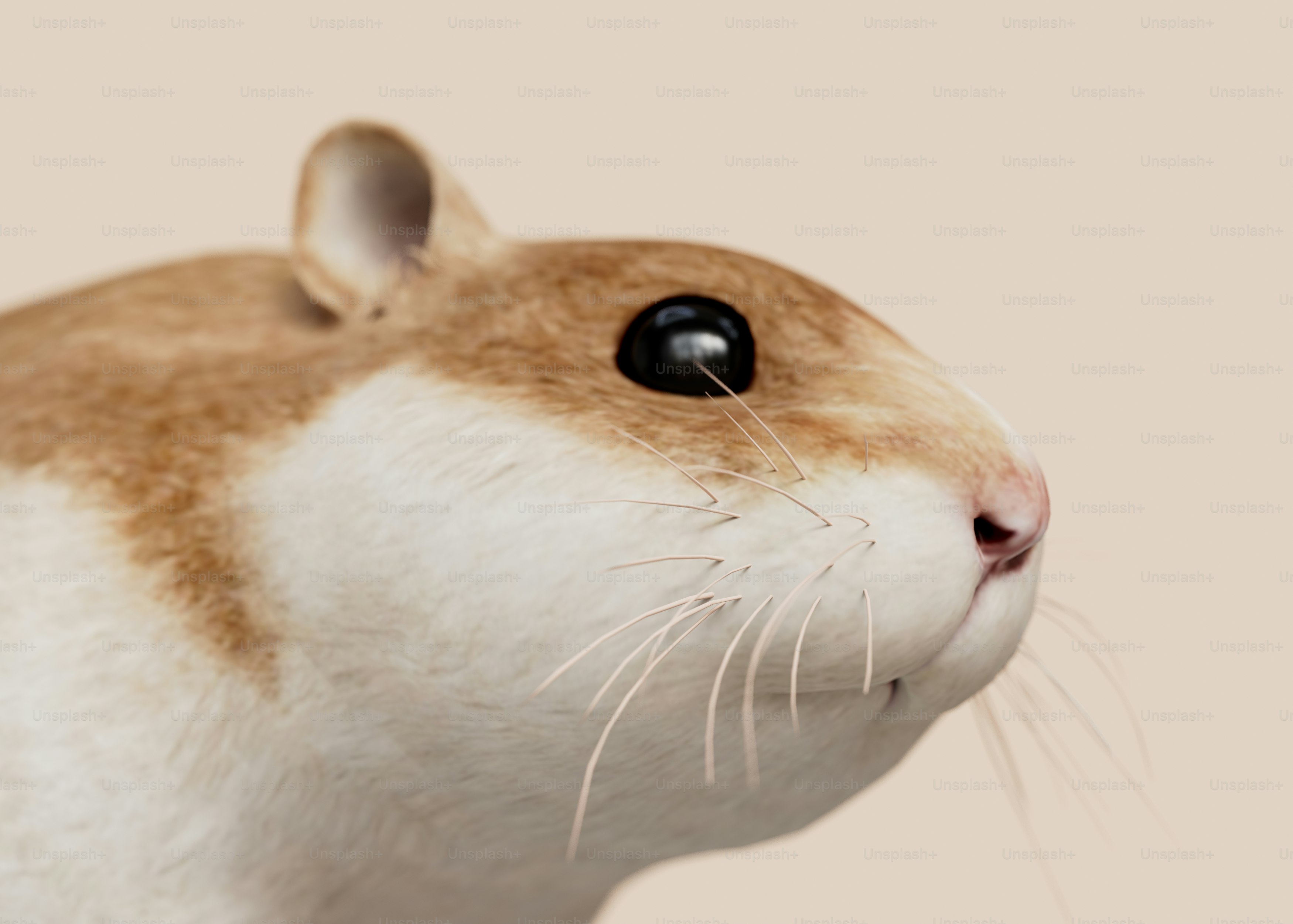 premium_photo-1723541849364-fd6ce91ff283?ixid=M3wxMjA3fDB8MXxzZWFyY2h8MXx8NSUyMHJhdHxlbnwwfHx8fDE3NjY2MTY3Njh8MA\u0026ixlib=rb-4.1.0