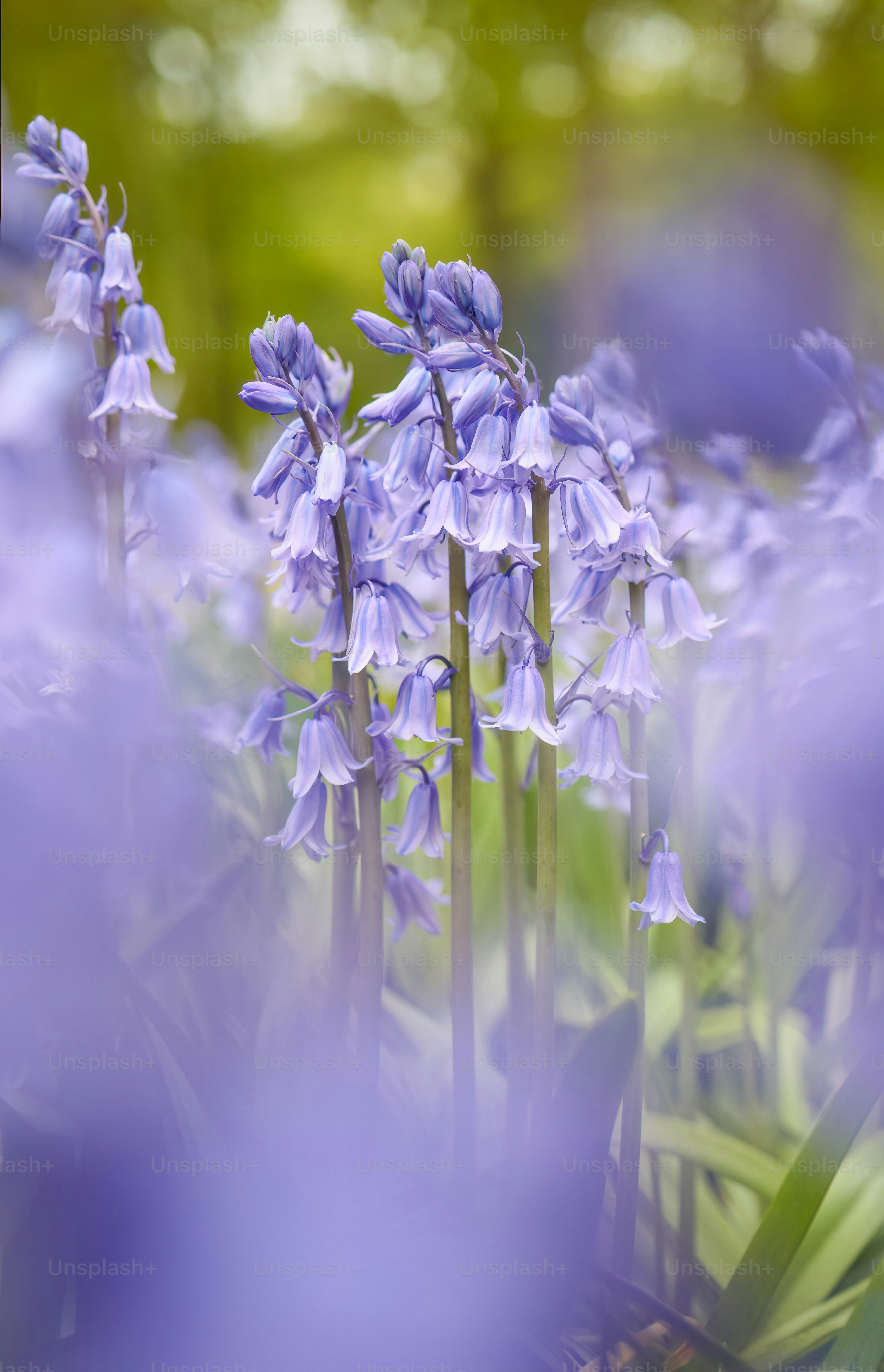 A bunch of purple flowers that are in the grass