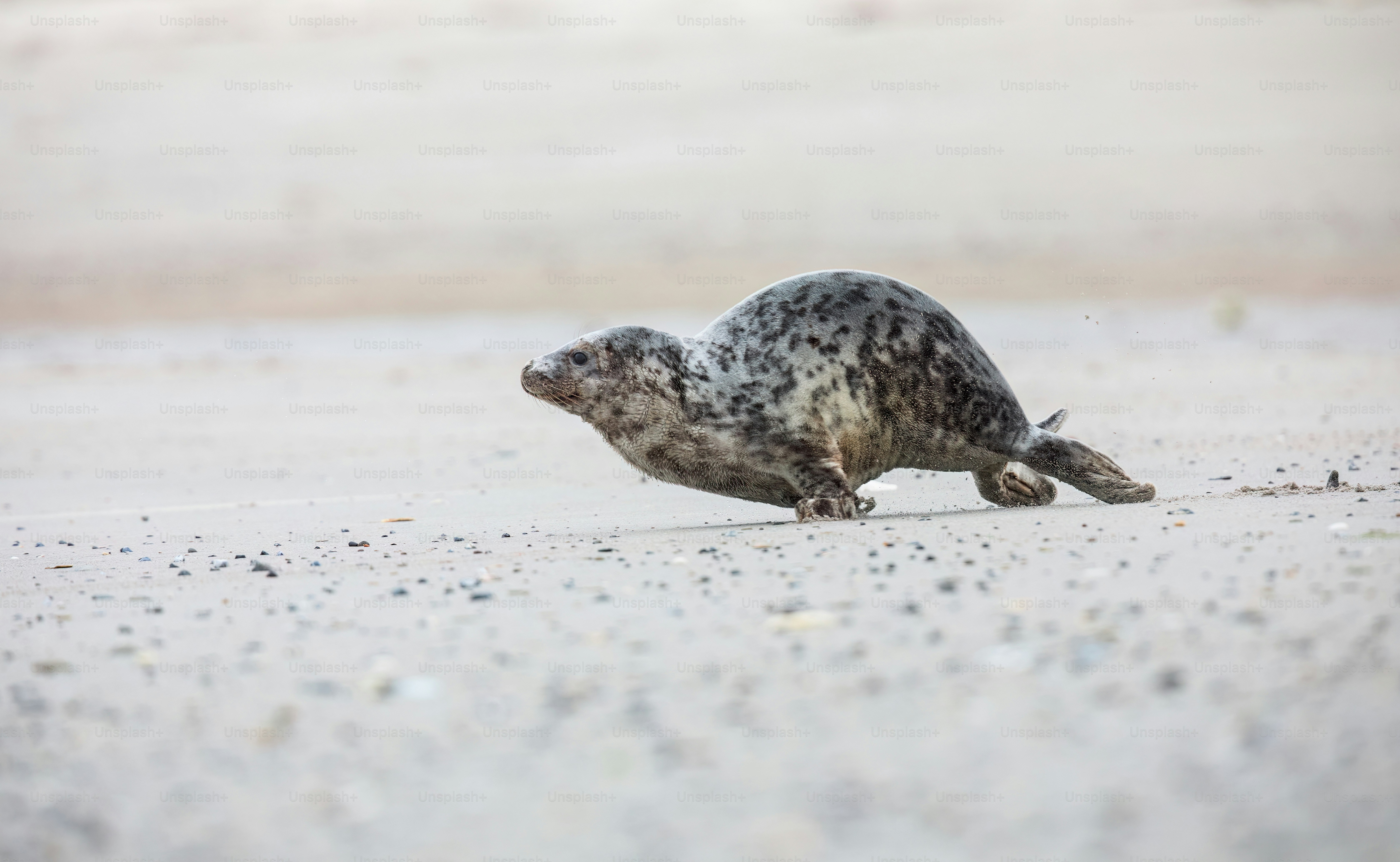 A seal on the beach looking for food