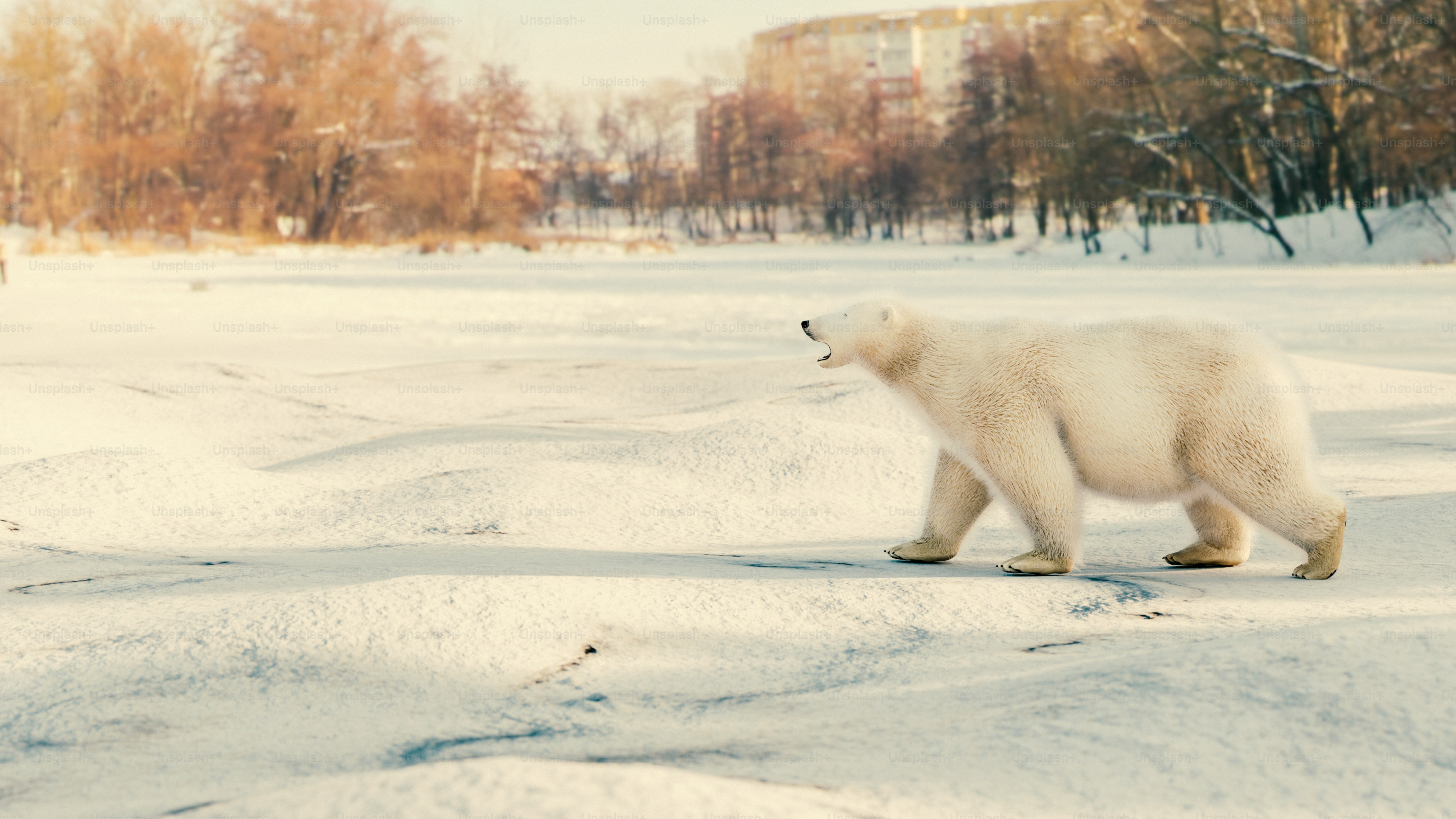 雪原を歩くホッキョクグマ