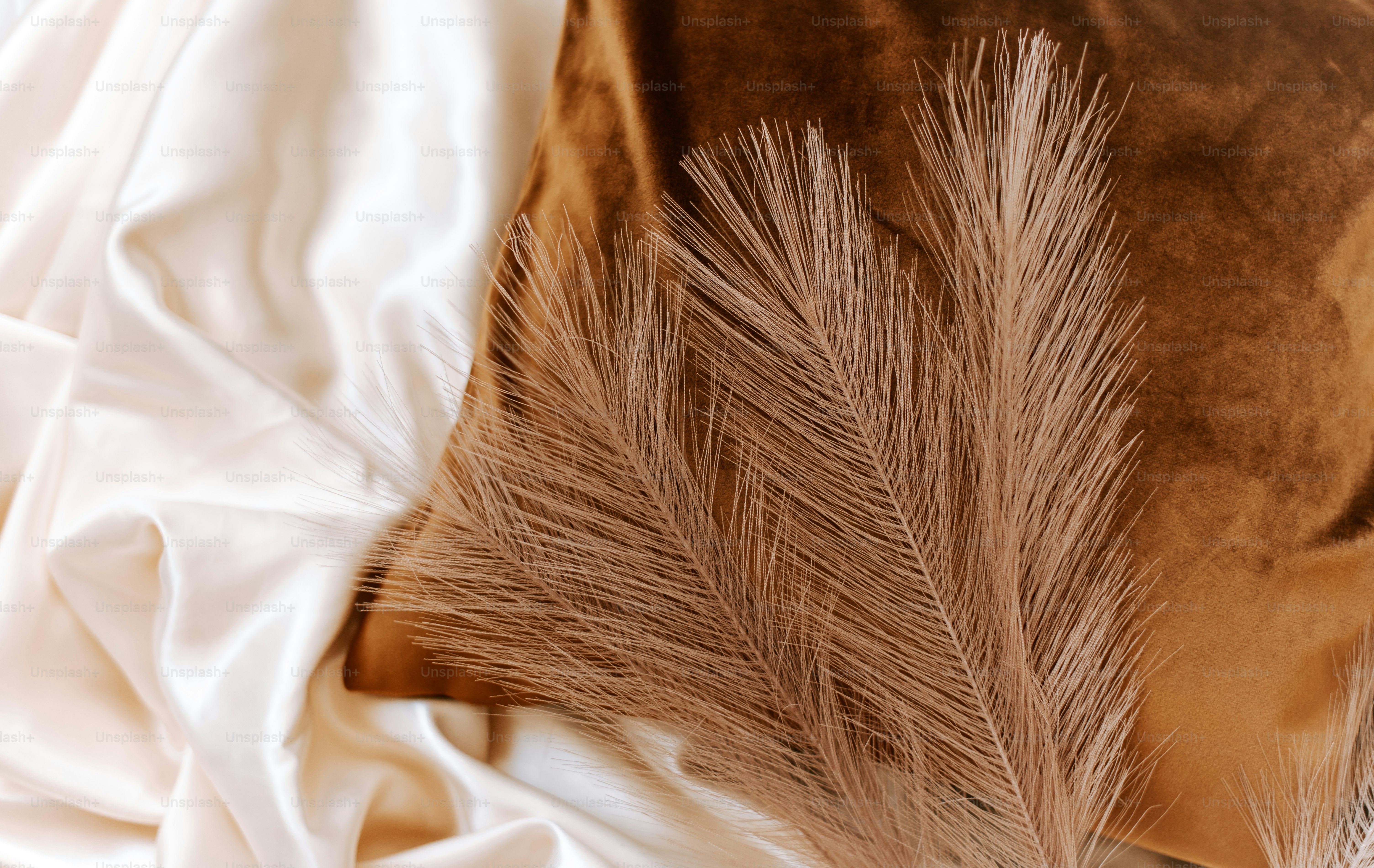 Close-up bulu di tempat tidur