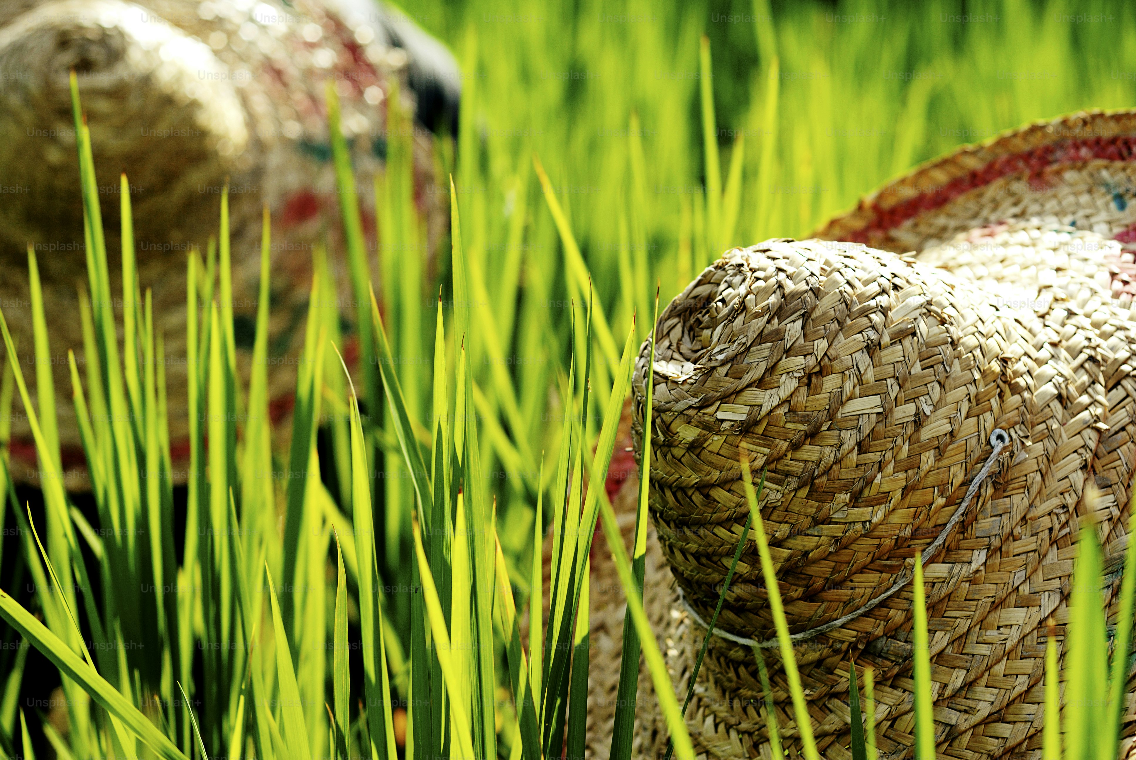 Reisbauern Malaysia Ernte Plantage Strohhut Konzept