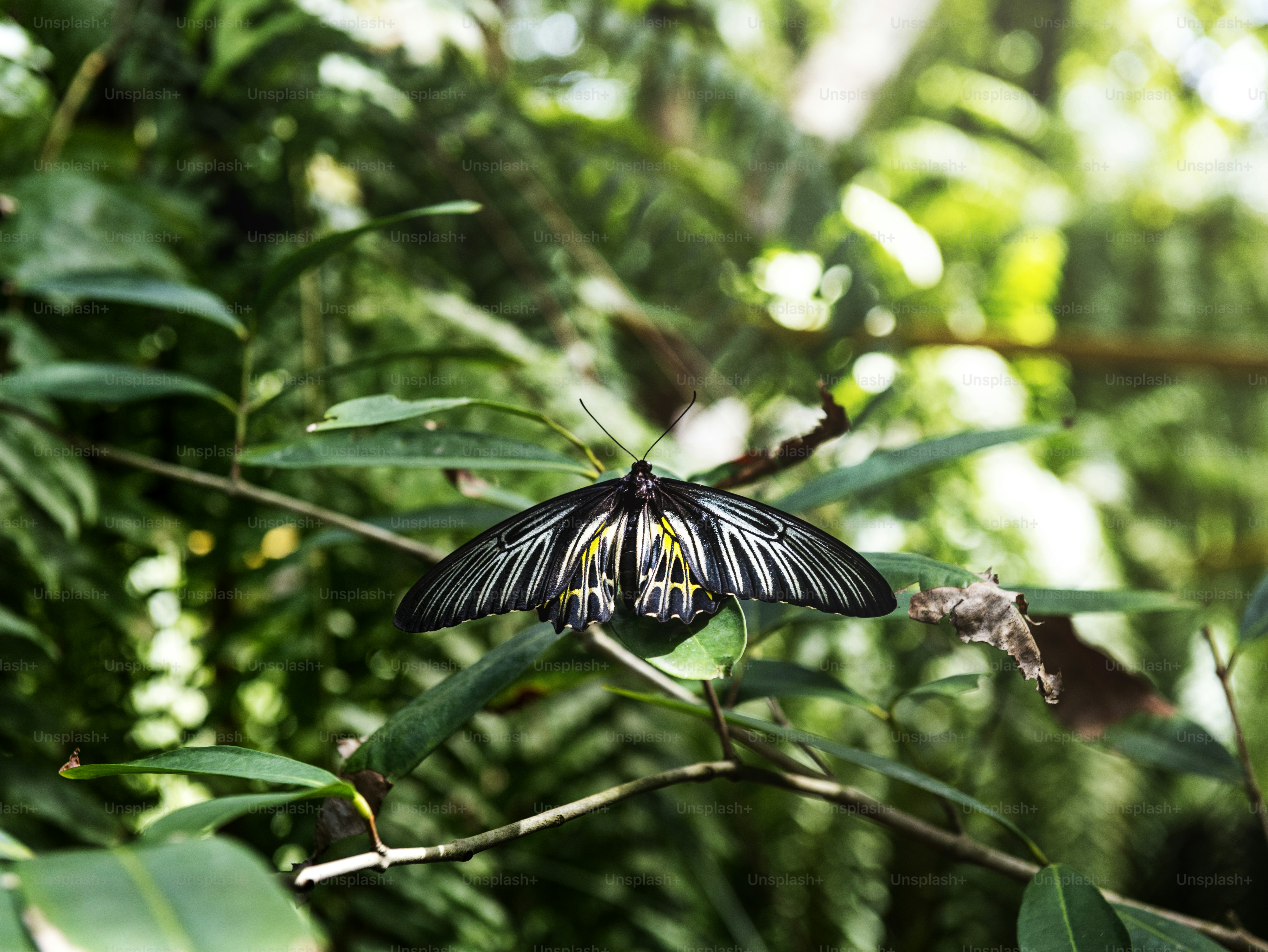 Butterfly in a forest