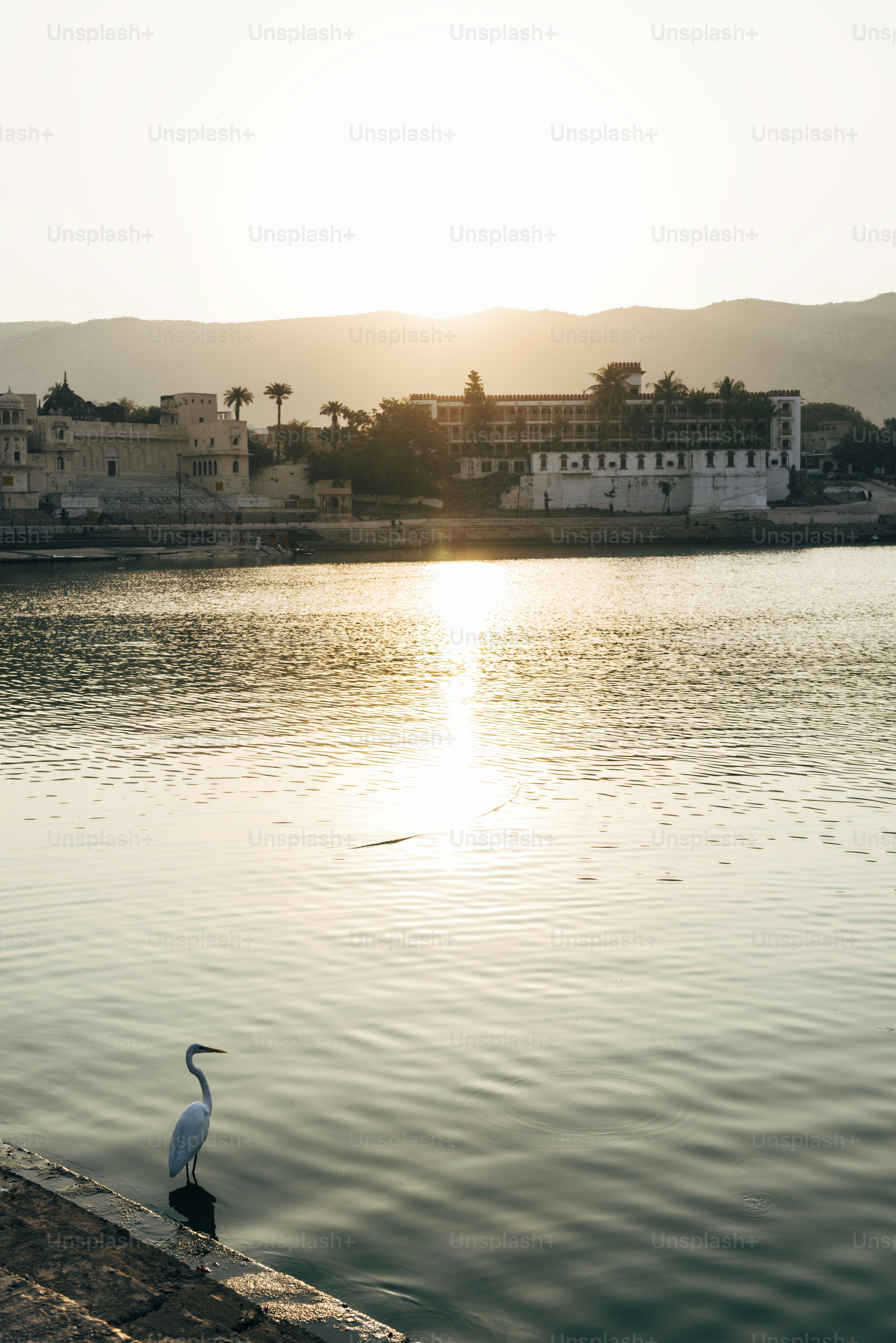Egret bird at Pushkar lake in Rajasthan, India