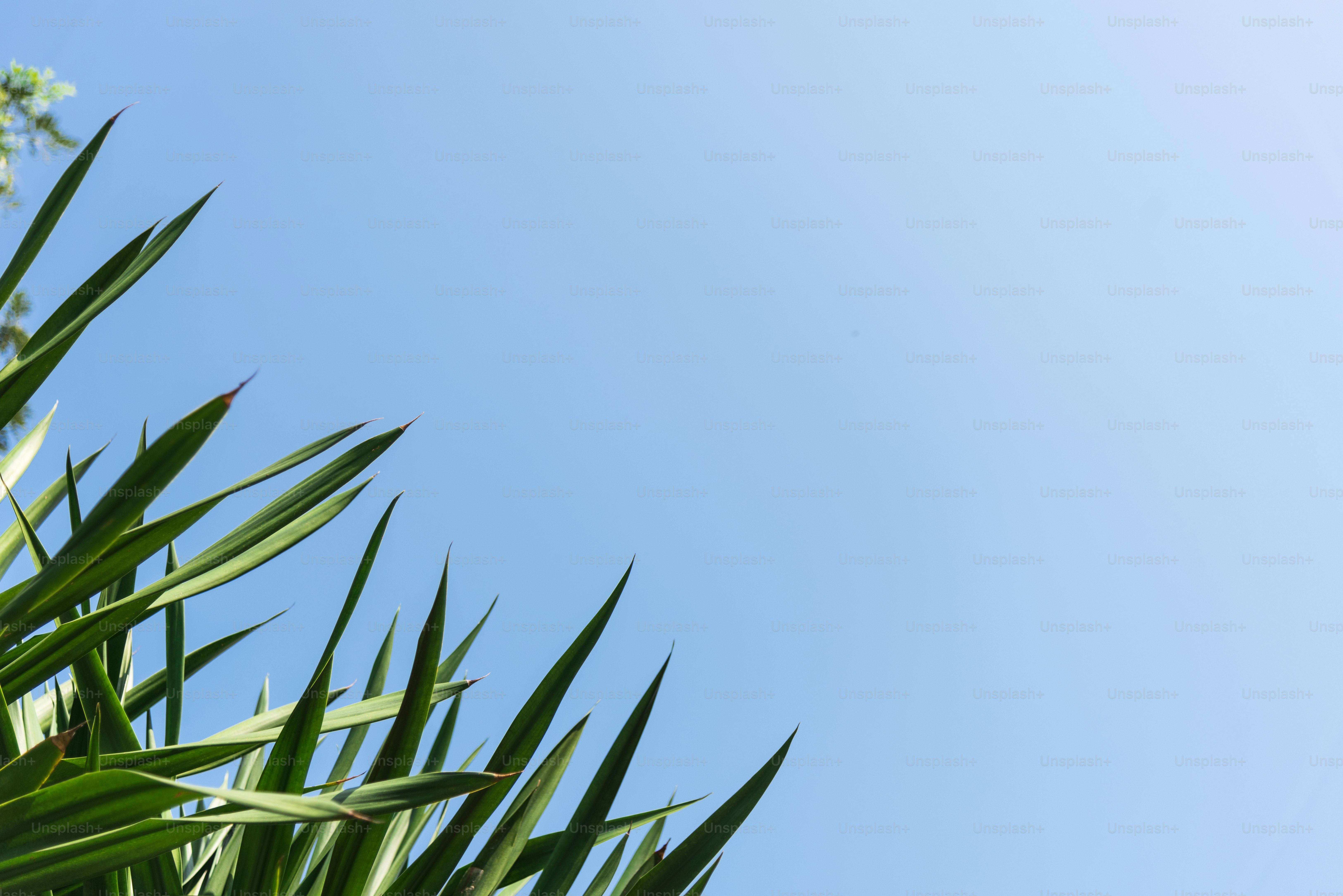Green leaves and blue sky