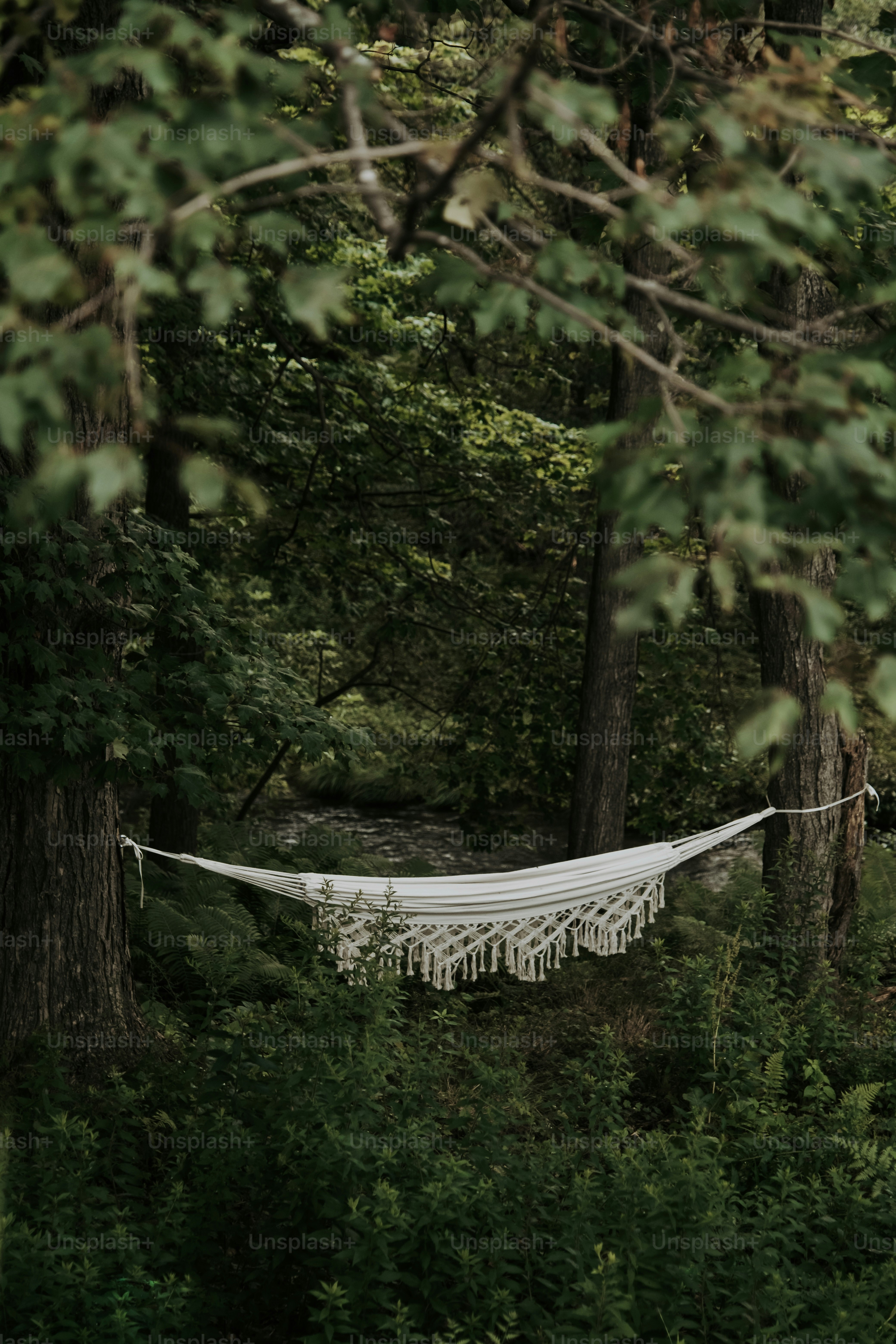 Eine weie Hngematte, die an einem Baum in einem Wald hngt Foto  Bild  zum Thema Wald auf Unsplash