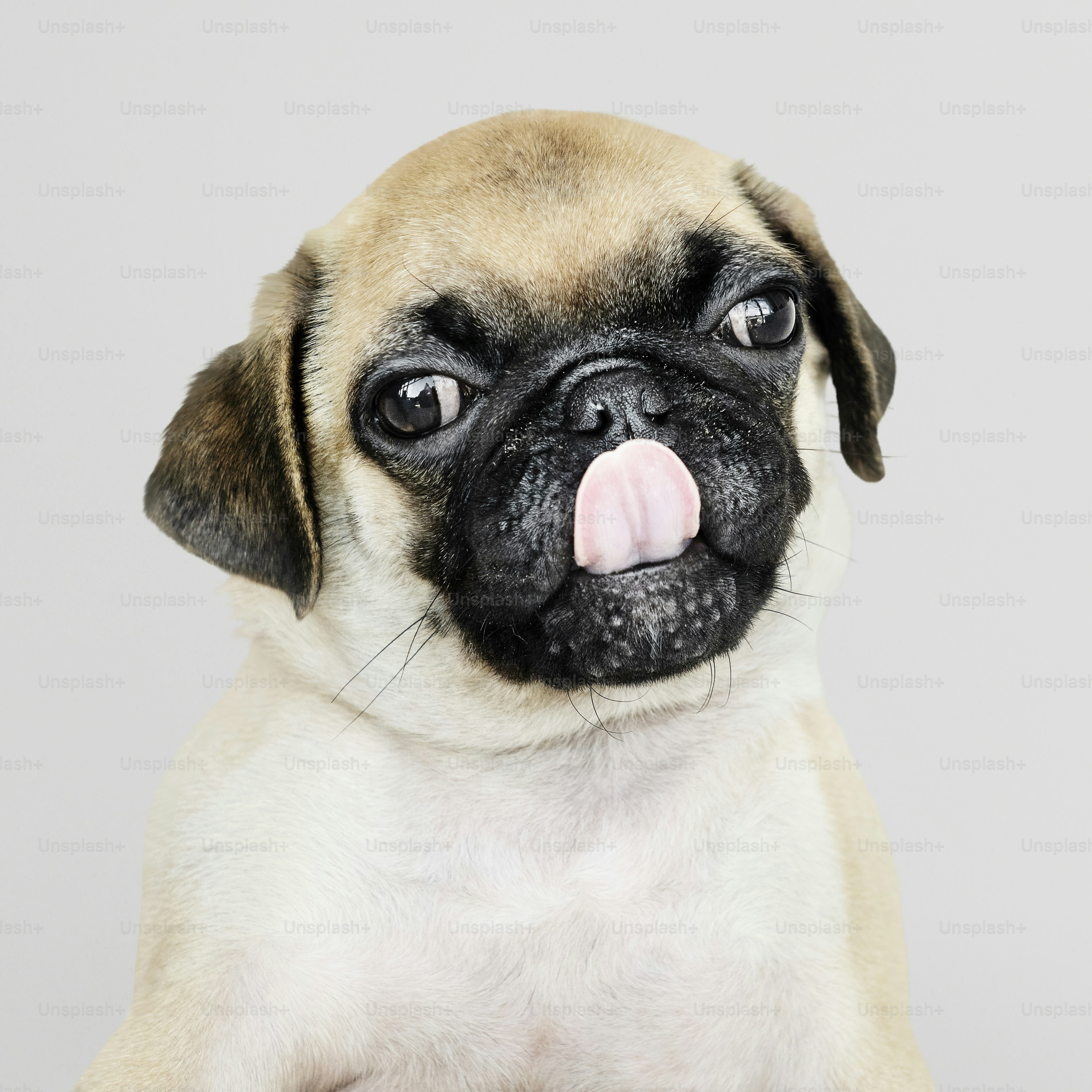 Adorable Pug puppy solo portrait