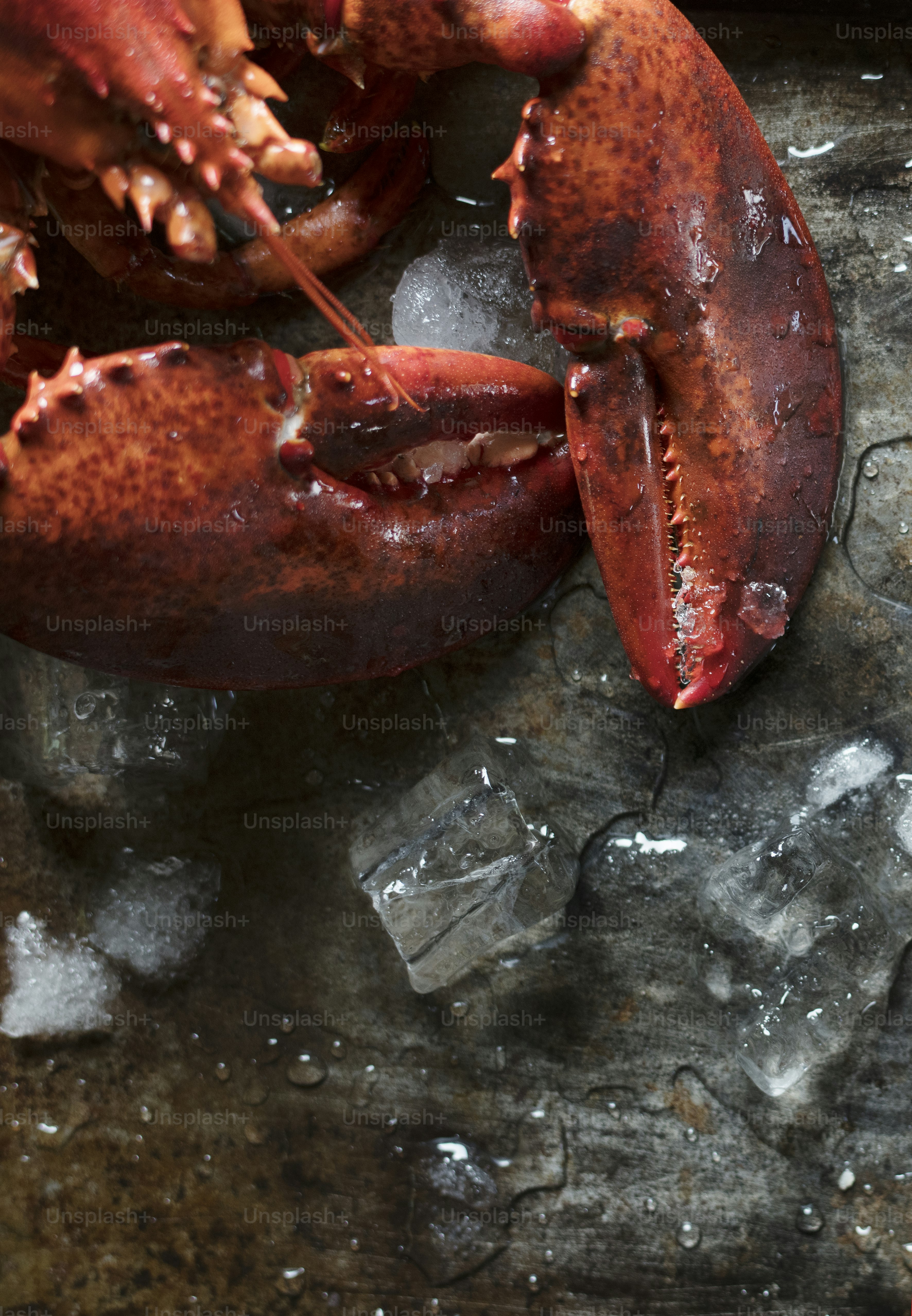 Ide resep fotografi makanan lobster yang dimasak