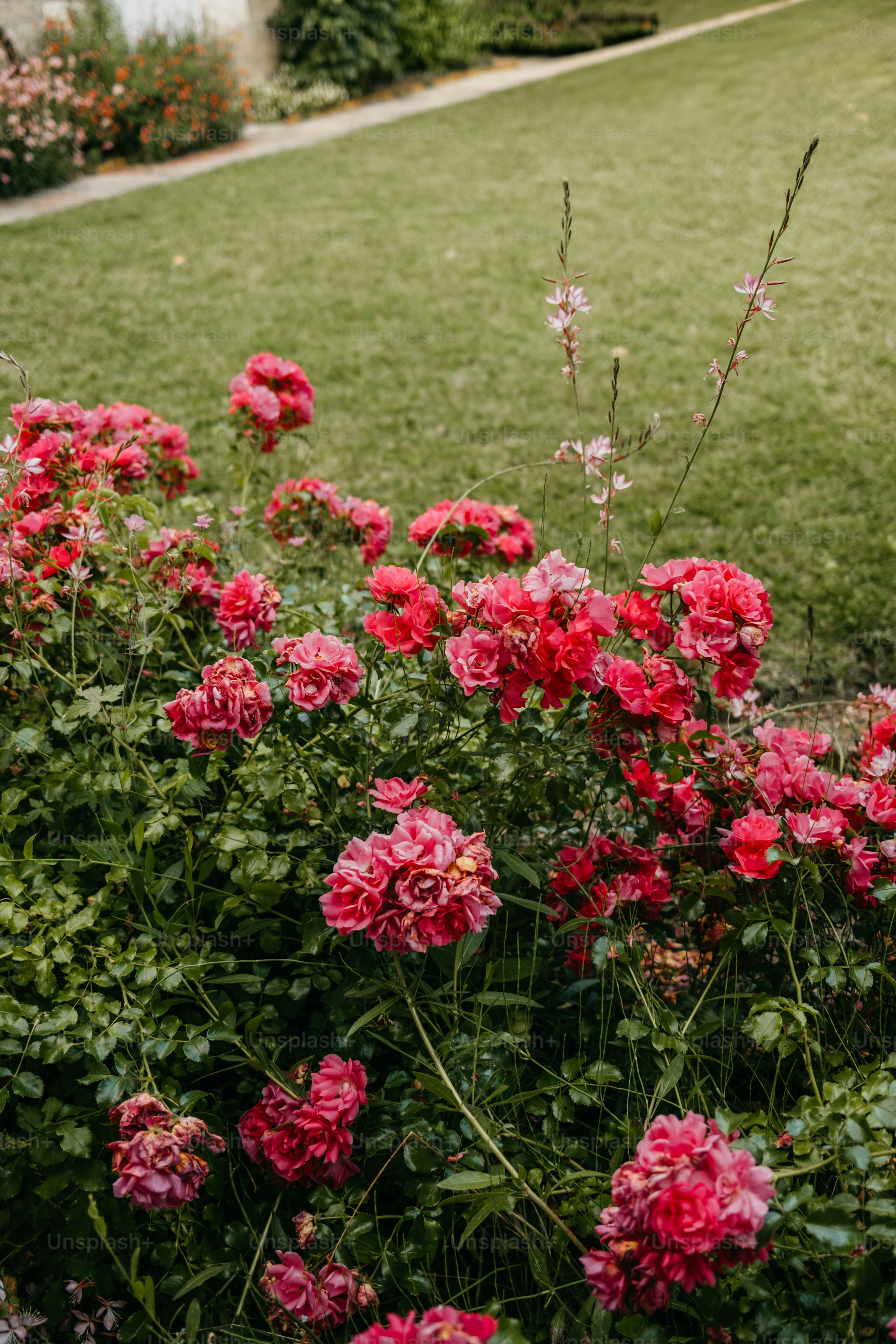 A garden filled with lots of pink flowers